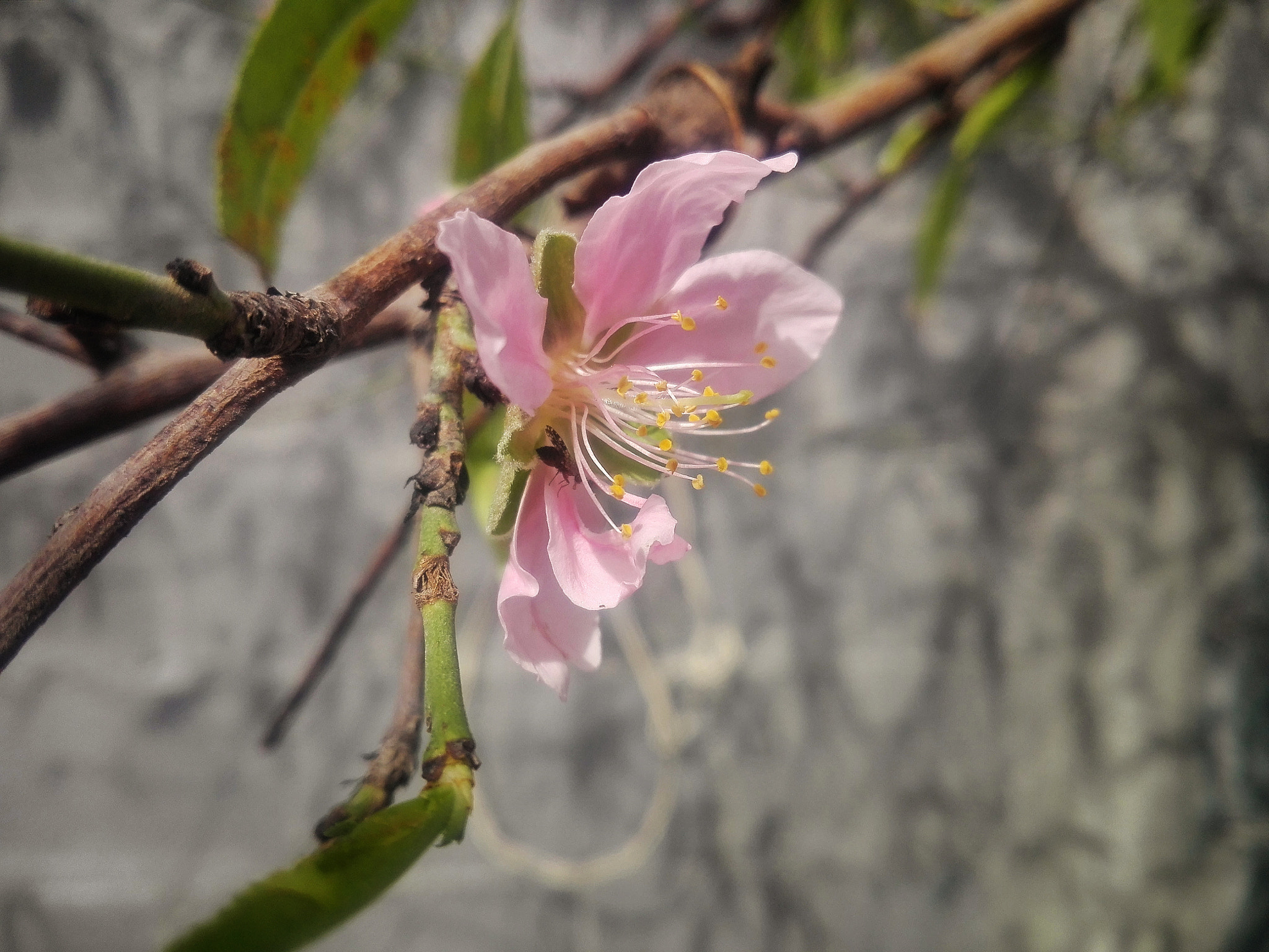 HUAWEI CHC-U03 sample photo