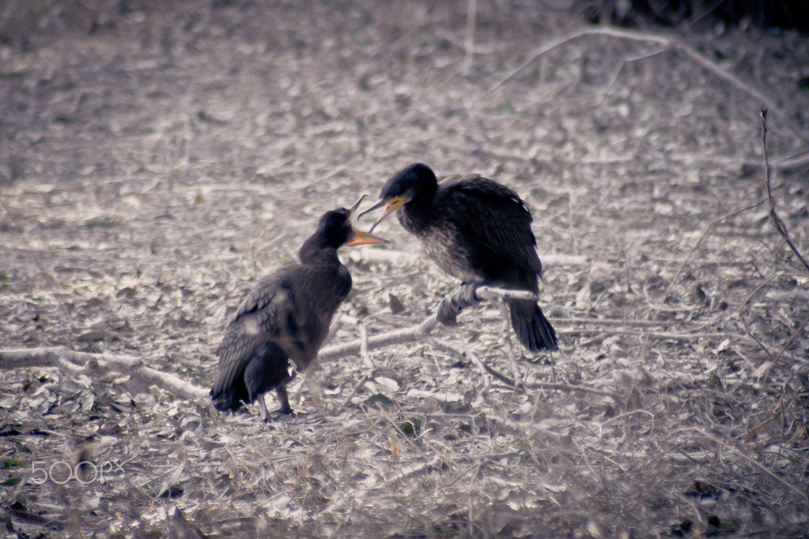 Cosina AF 100-300mm F5.6-6.7 sample photo. Cormorant photography