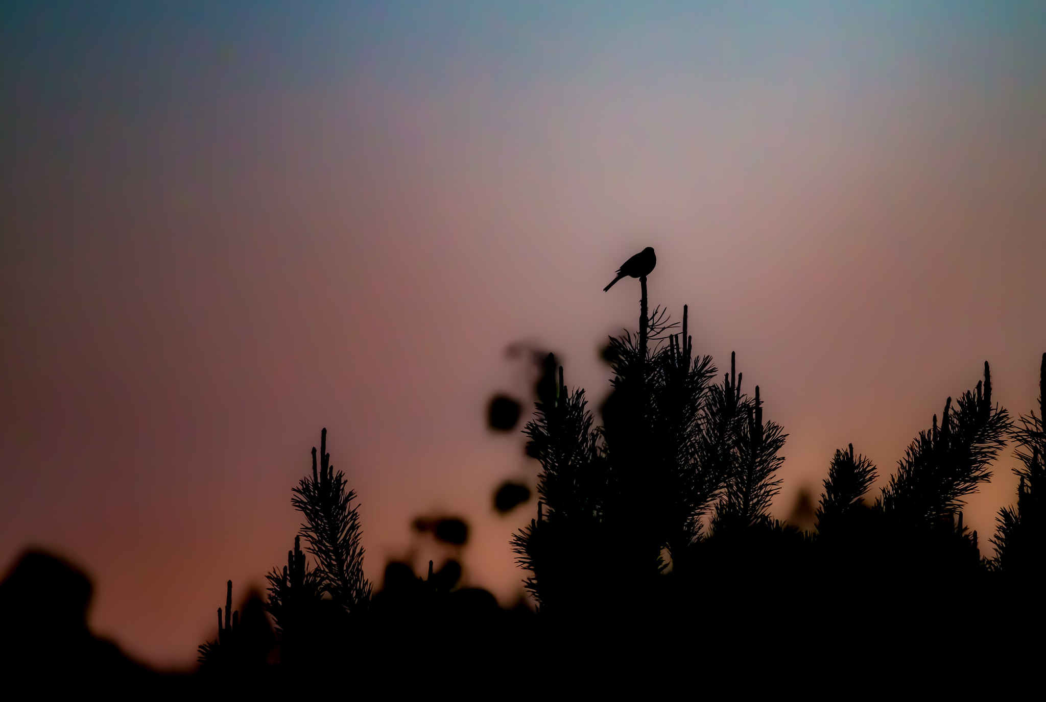 Canon EOS-1D X sample photo. Srgb photography