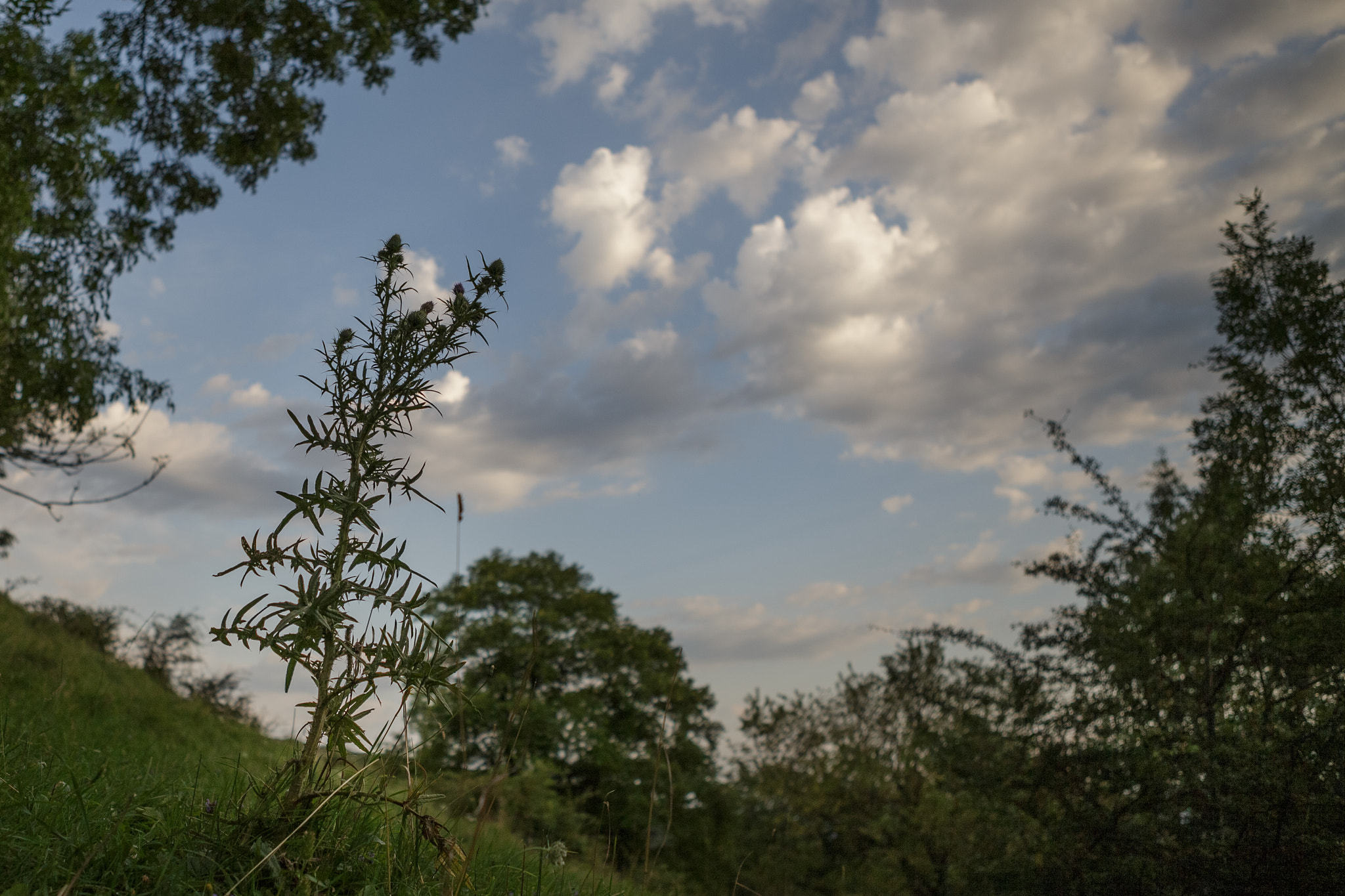 Canon EOS-1D X sample photo. Srgb photography