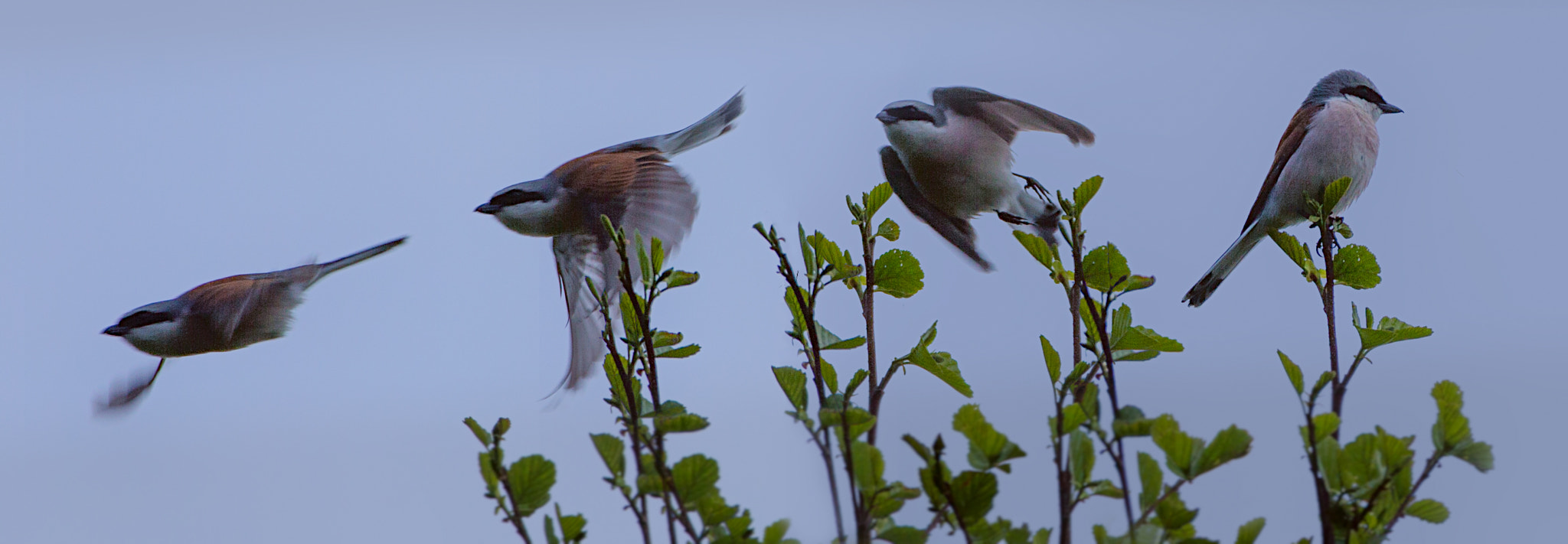 Canon EOS-1D X + Canon EF 70-200mm F2.8L IS II USM sample photo. Edit srgb photography