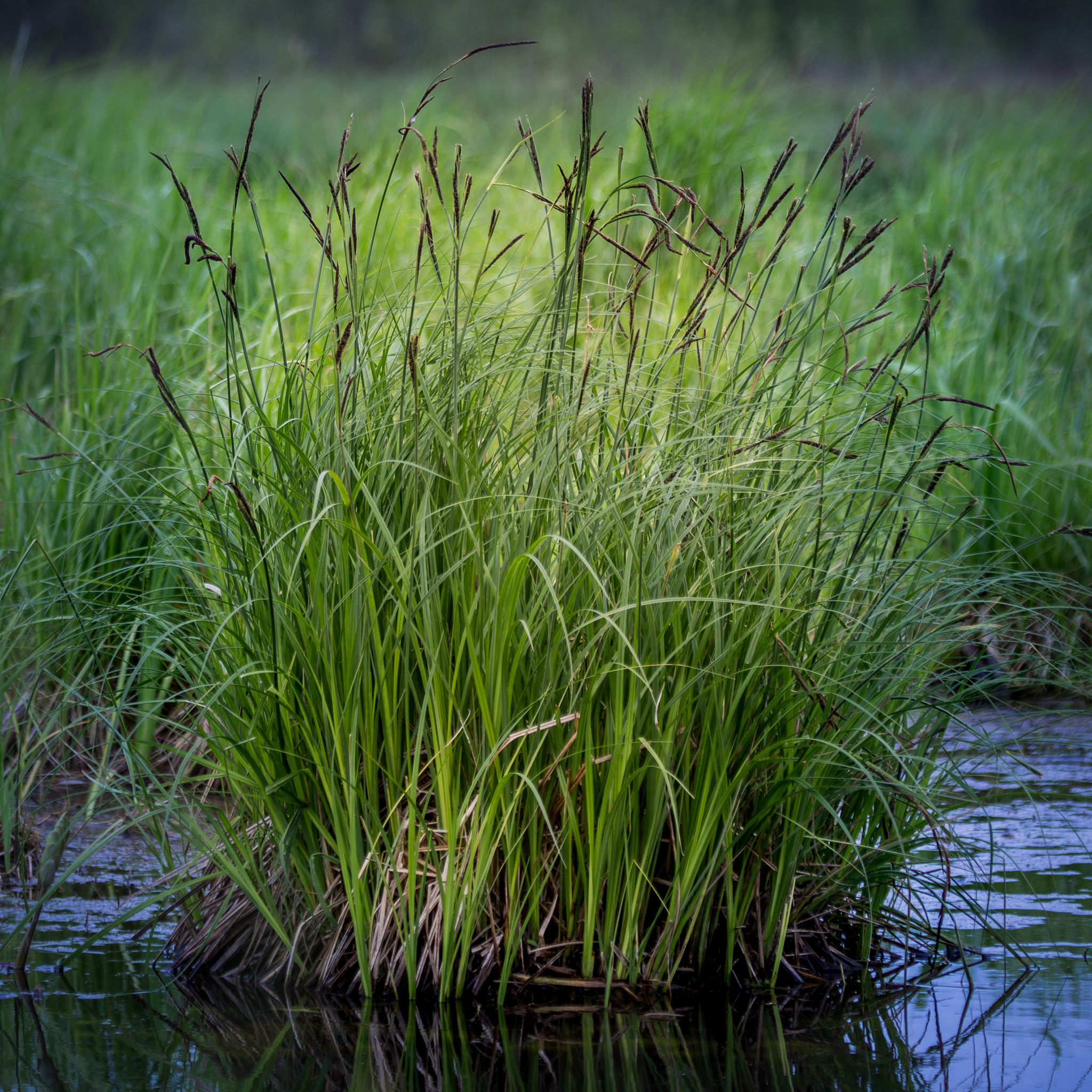 Canon EOS-1D X sample photo. Srgb photography