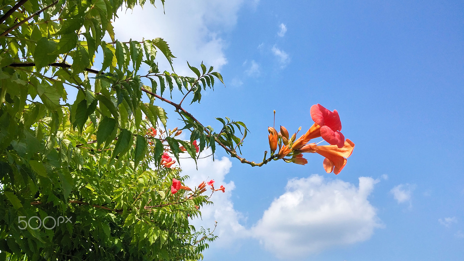 LG G3 CAT.6 sample photo. Beautiful pink bougainvillea glabra blossoming in the spring with the blue sky in brazil. show of... photography
