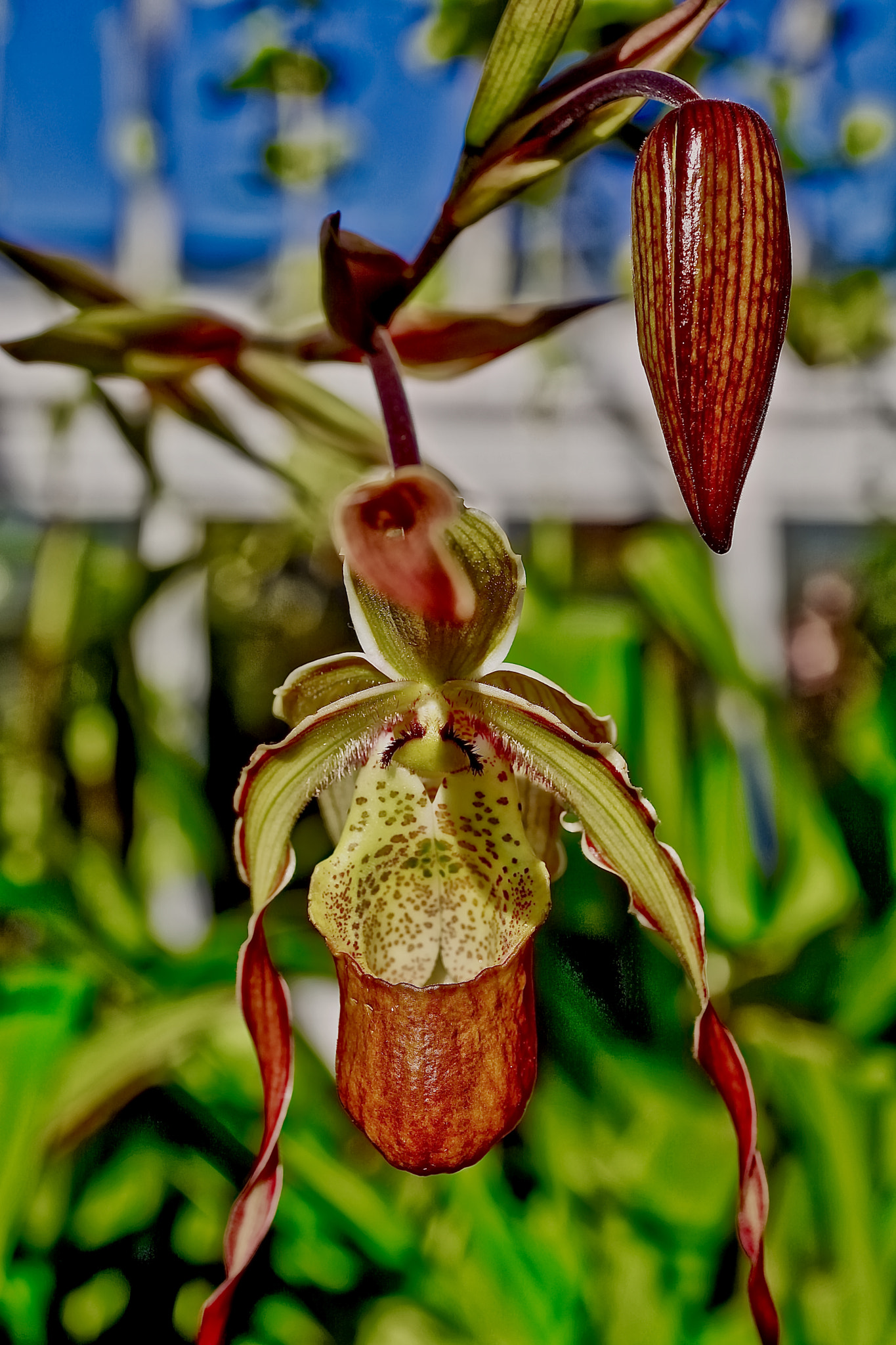 Canon EF 50mm F2.5 Macro sample photo. Brooklyn botanical gardens photography
