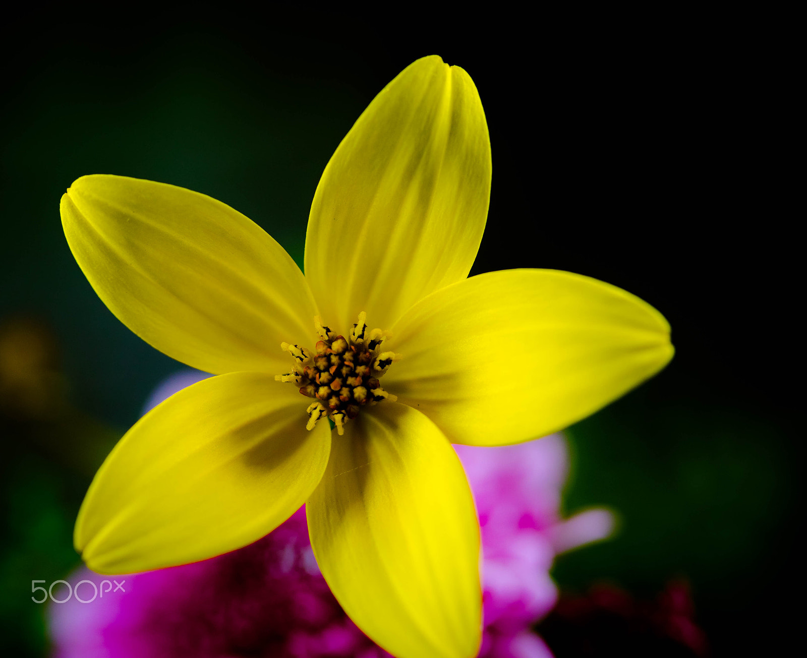 Canon EF-S 60mm F2.8 Macro USM sample photo. Yellow flower photography