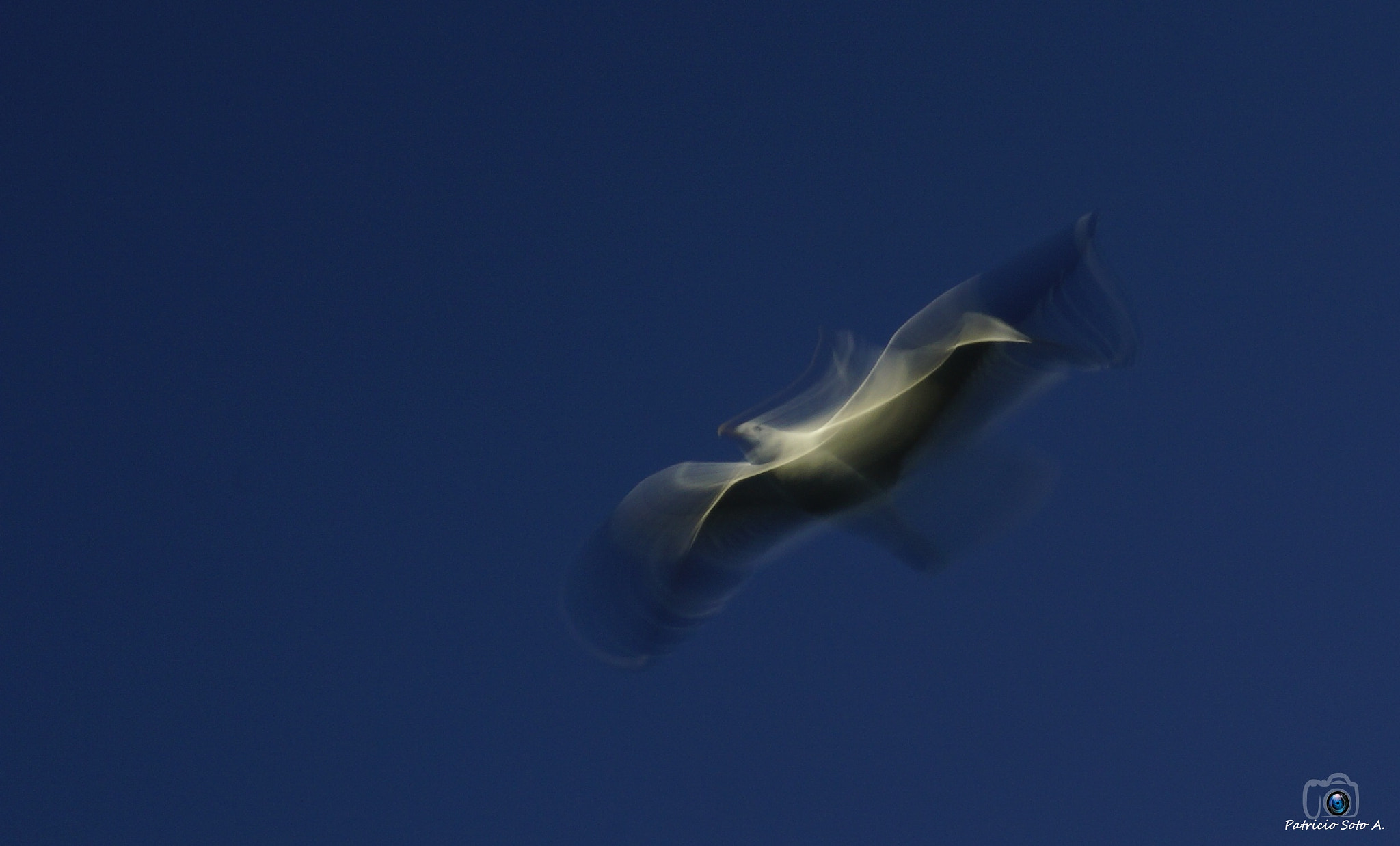 Sony DT 18-135mm F3.5-5.6 SAM sample photo. Gaviota photography