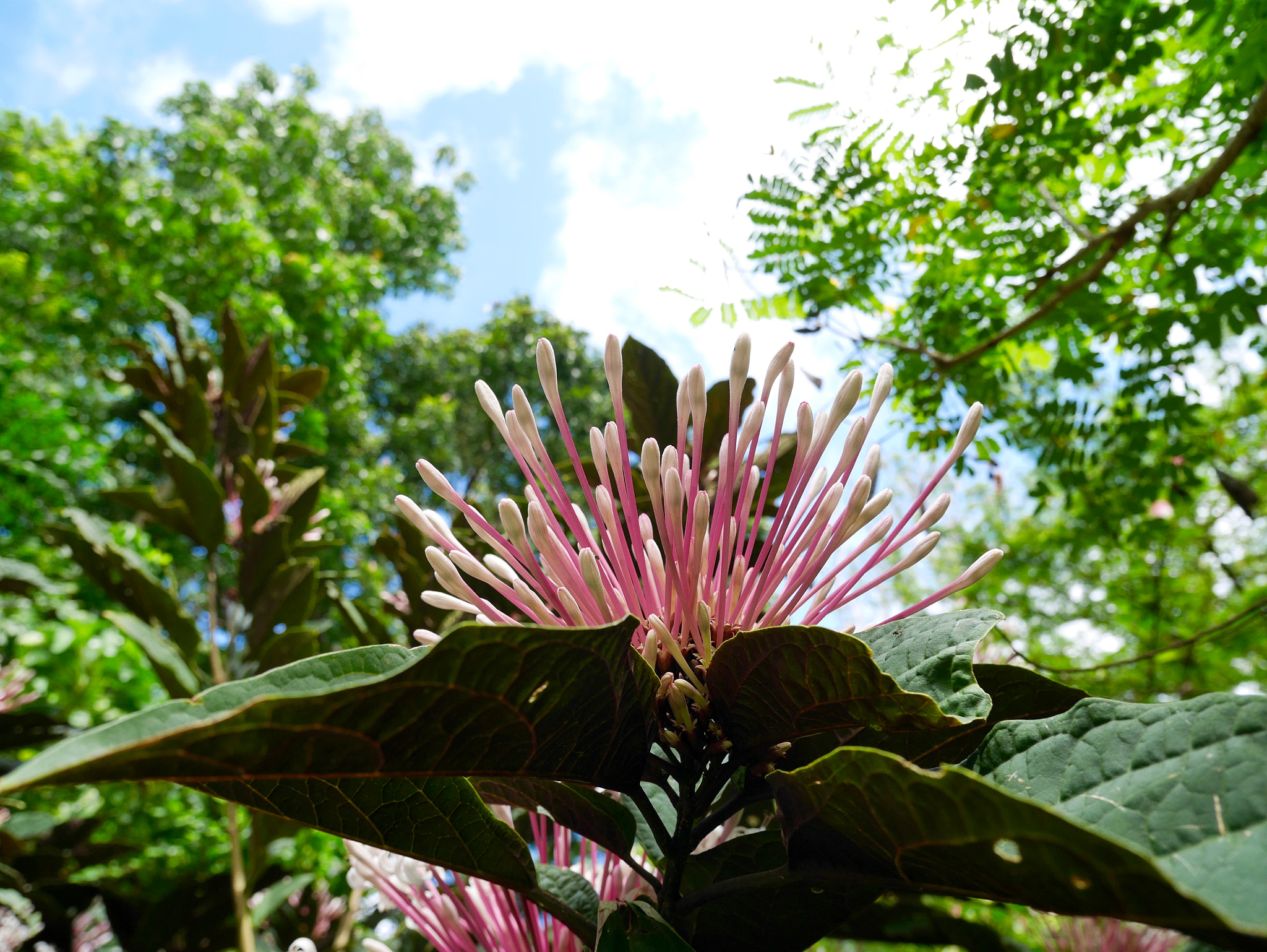 Panasonic Lumix DMC-GM1 sample photo. Pink flowers photography