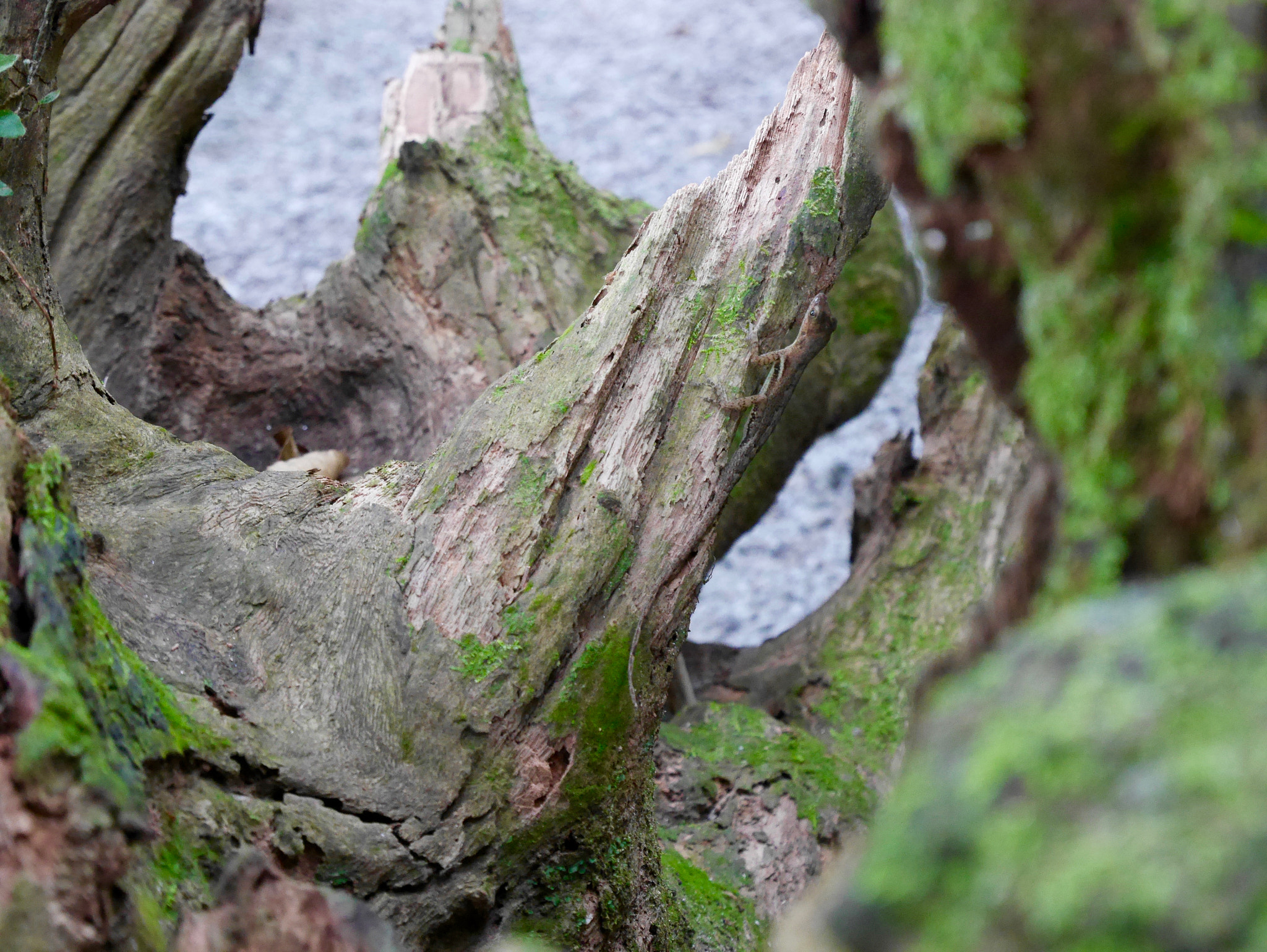 Panasonic Lumix DMC-GM1 sample photo. Lizard photography