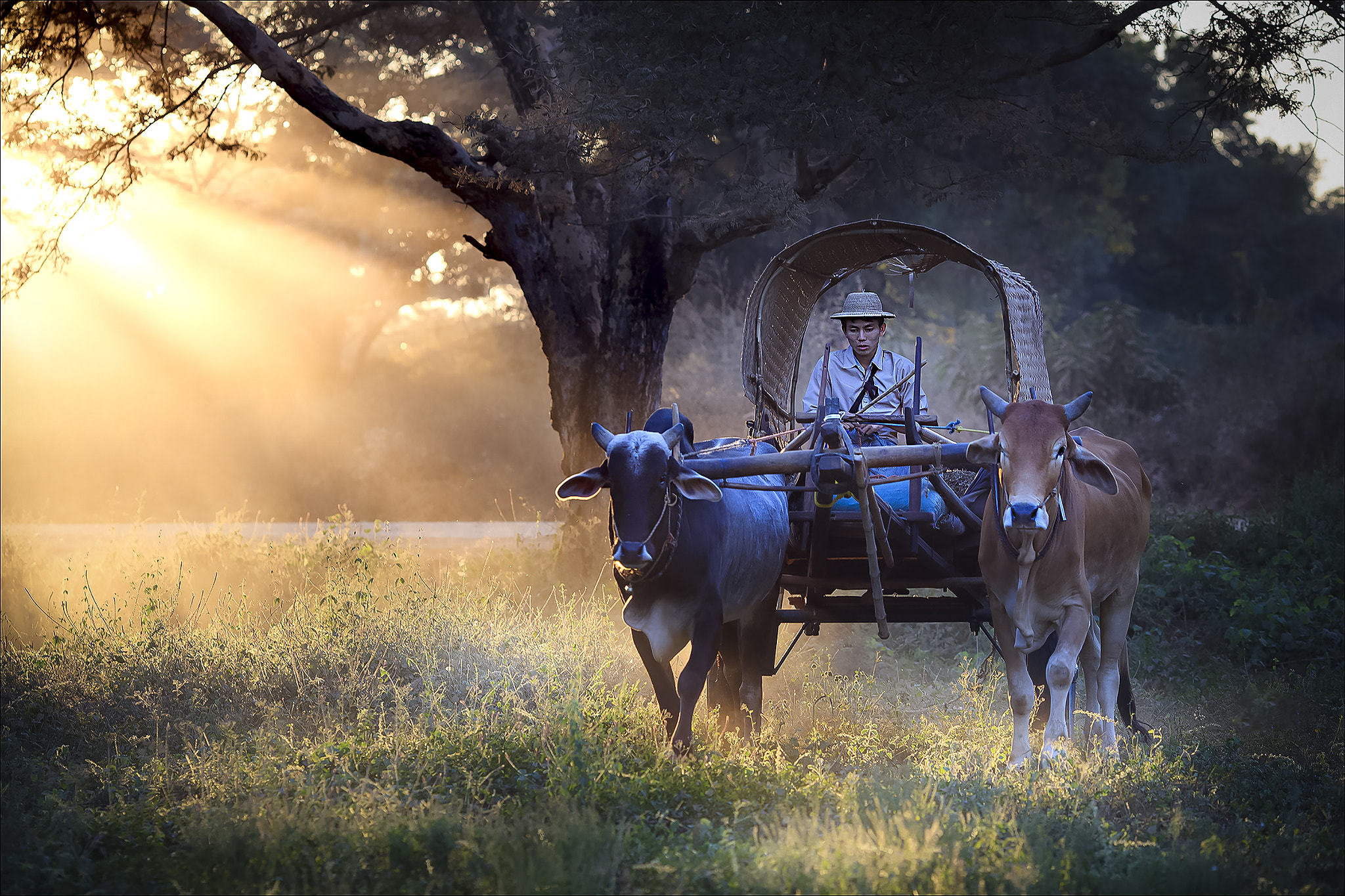 Canon EOS 5DS R + Canon EF 135mm F2L USM sample photo. A man driving an oxcart. photography