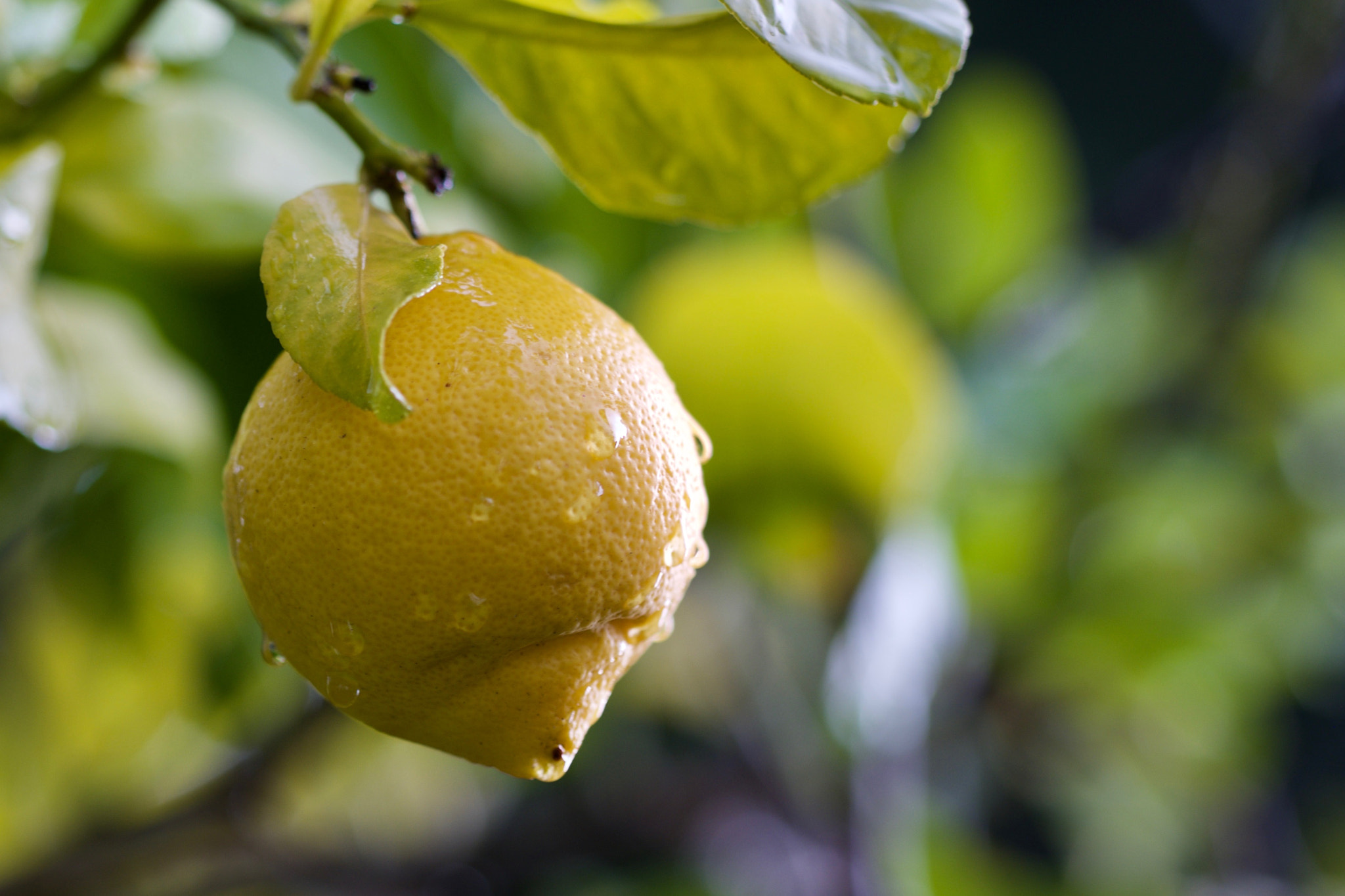 Fujifilm X-T1 + Fujifilm XF 90mm F2 R LM WR sample photo. Here's a lemon...brightly lit for the brief but brilliant sun on a rainy winter day. photography