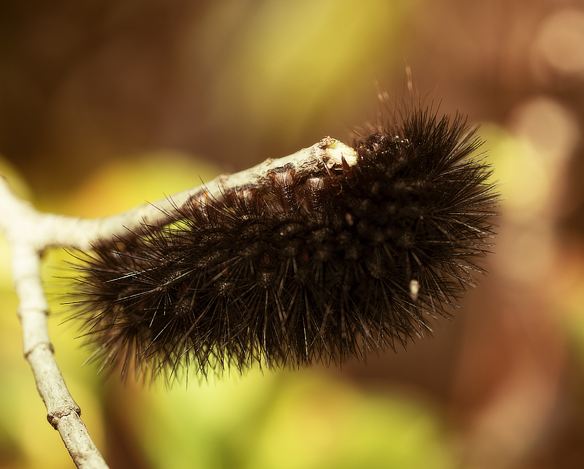 Sony a99 II sample photo. Giant leopard moth caterpillar photography