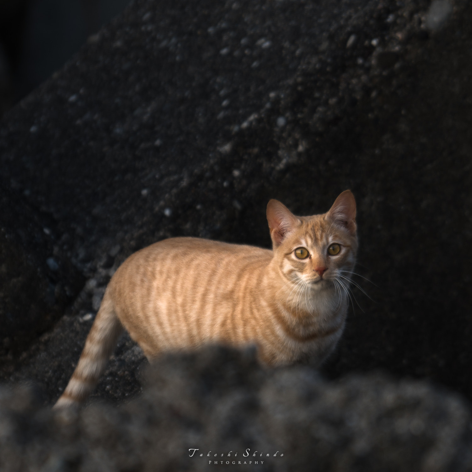 Sony a6500 + Sony FE 70-200mm F4 G OSS sample photo. Wild cat photography