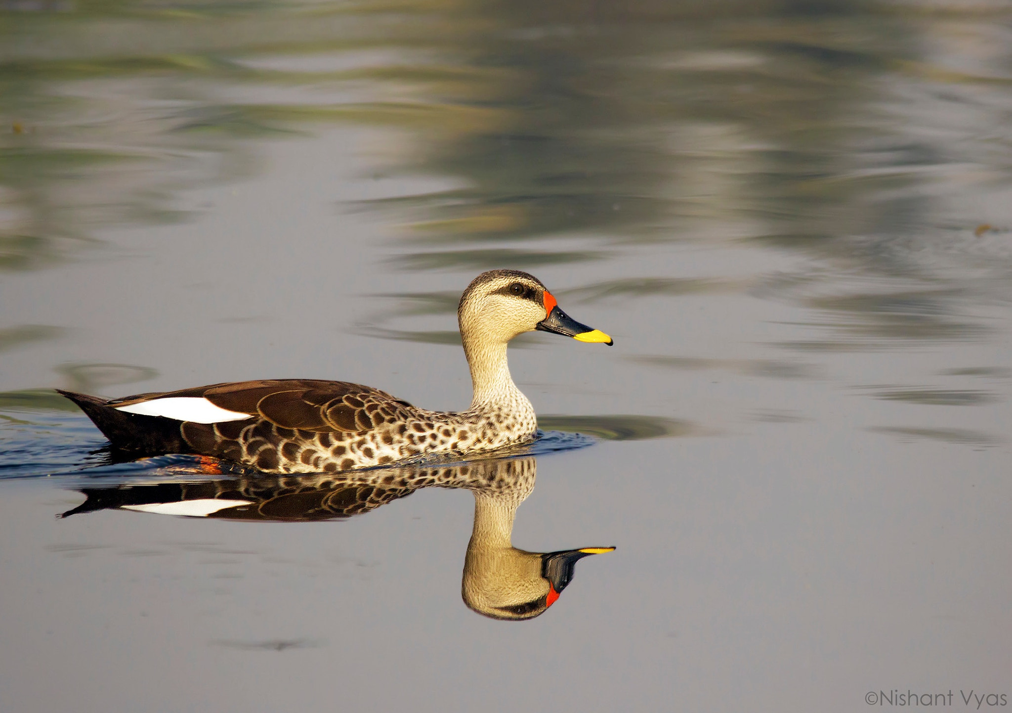 Canon EOS 600D (Rebel EOS T3i / EOS Kiss X5) sample photo. Spot billed duck photography