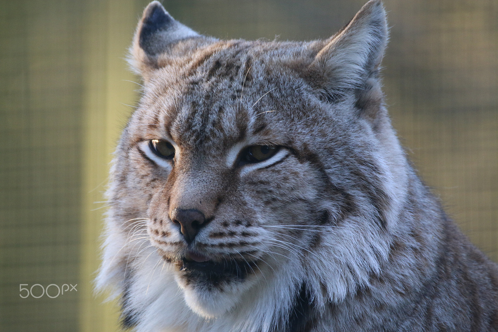 Sigma 150-600mm F5-6.3 DG OS HSM | C sample photo. Light in these eyes photography