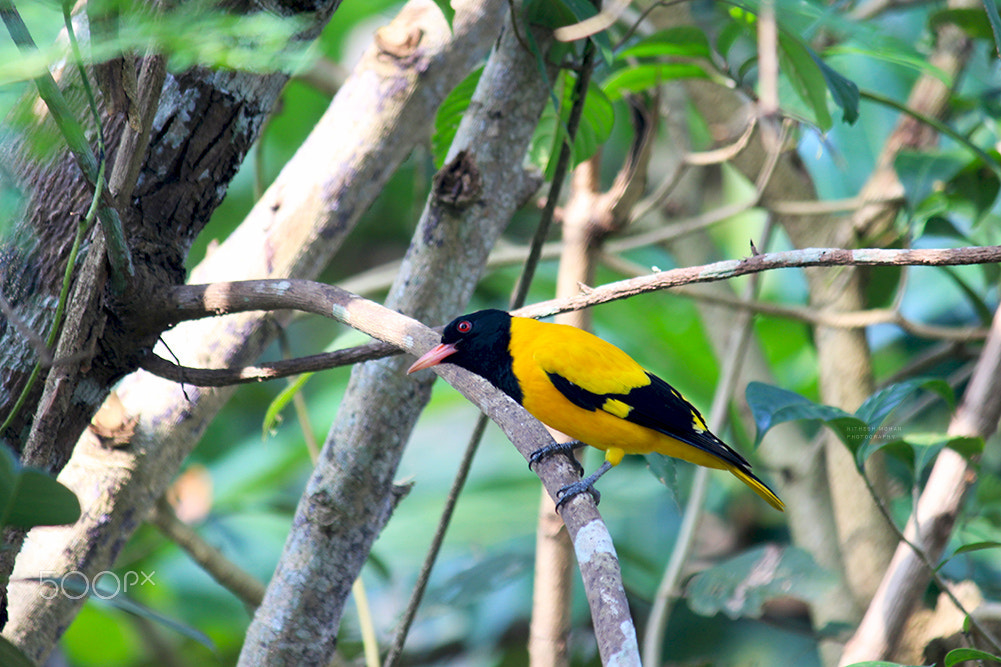 Canon EOS 600D (Rebel EOS T3i / EOS Kiss X5) sample photo. Black-hooded oriole photography