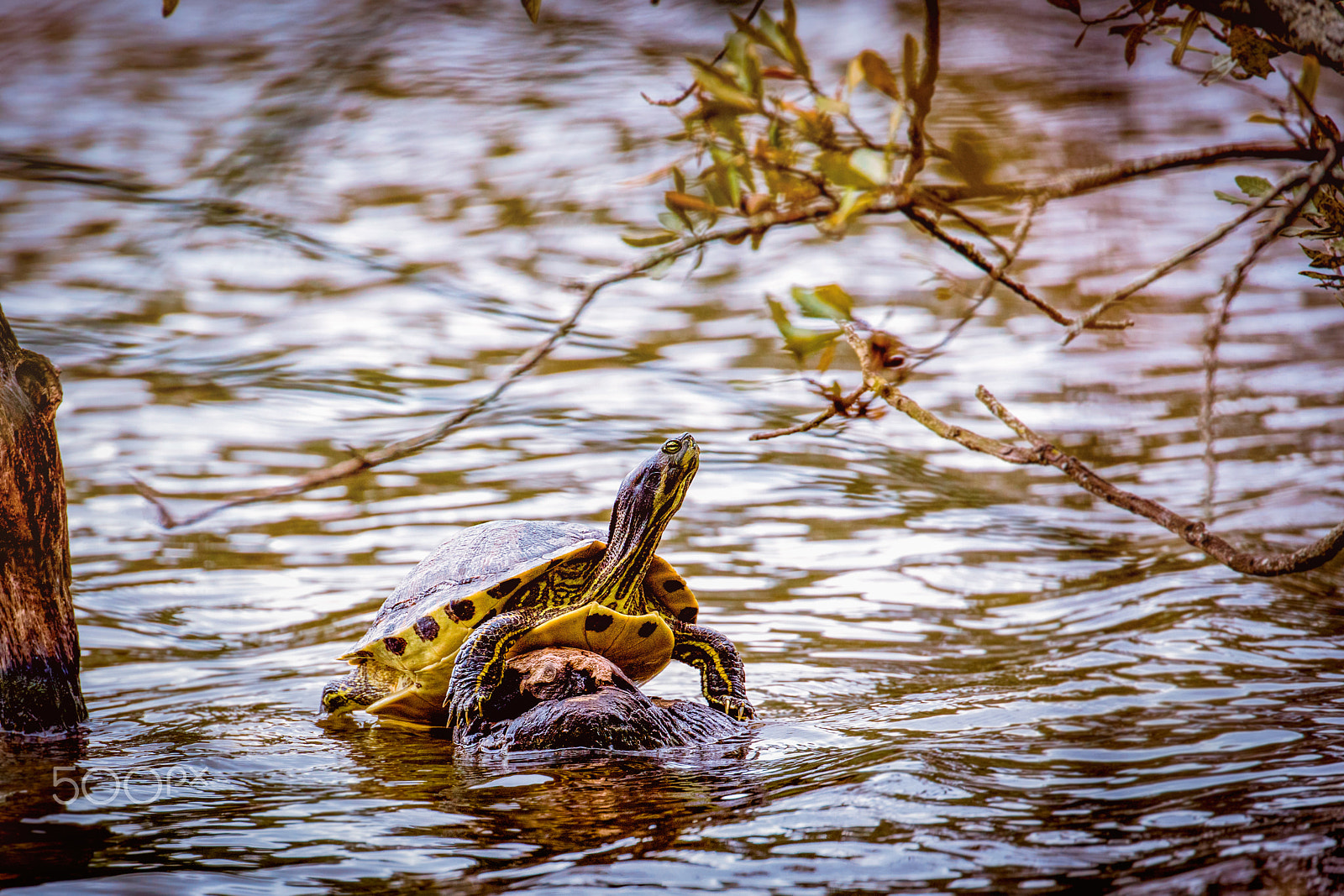 Canon EOS 5DS R sample photo. Turtle at city park photography