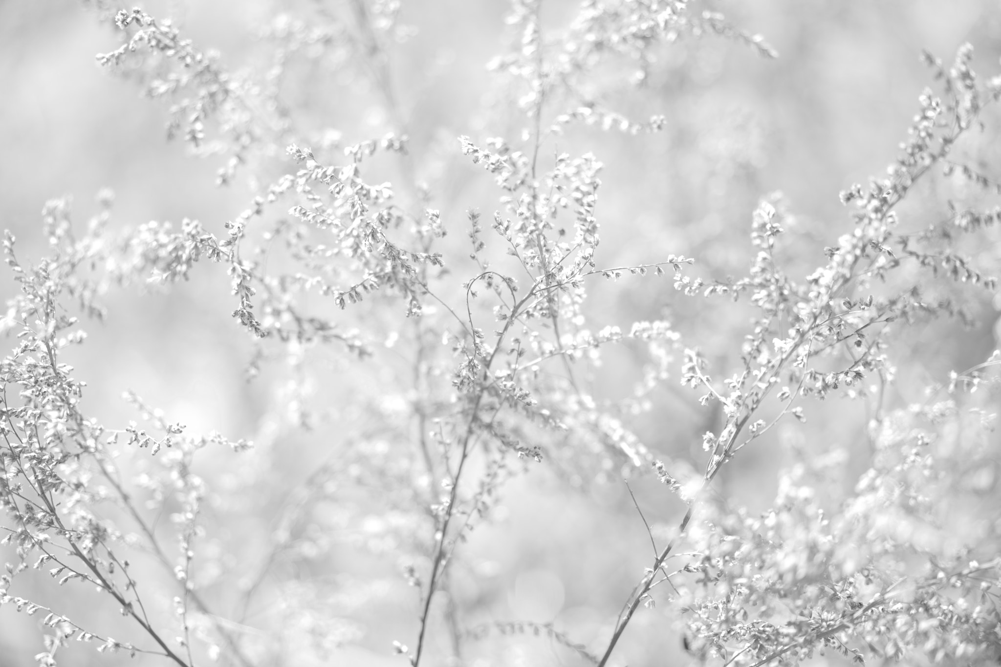 Sony a7 + Sony Sonnar T* FE 55mm F1.8 ZA sample photo. Flowers 4317 photography
