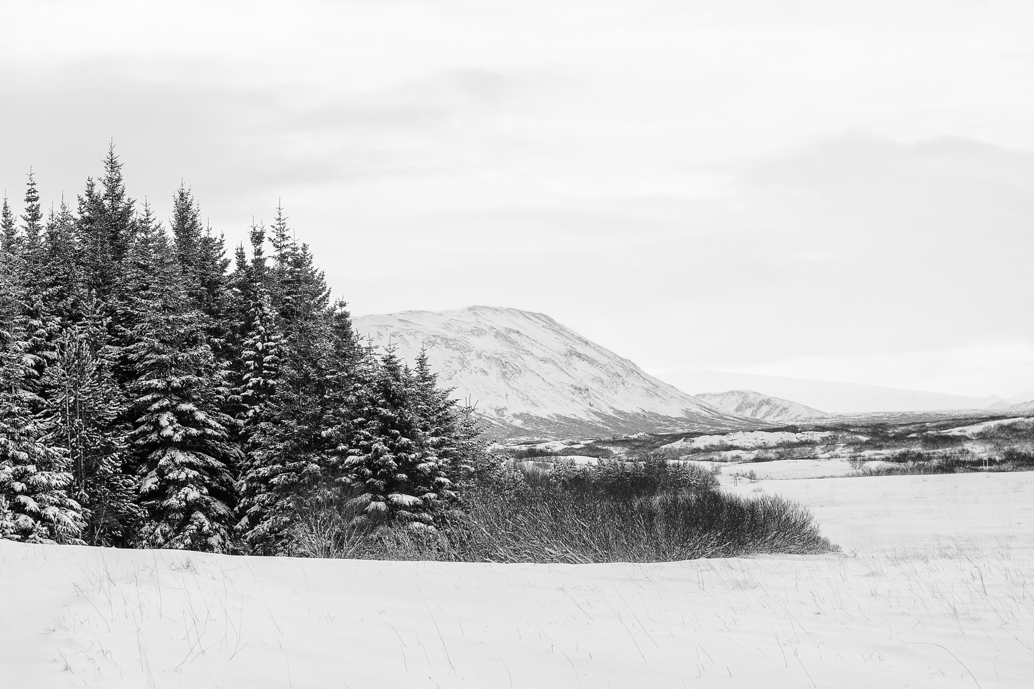 Canon EOS 1000D (EOS Digital Rebel XS / EOS Kiss F) sample photo. þingvellir forest photography
