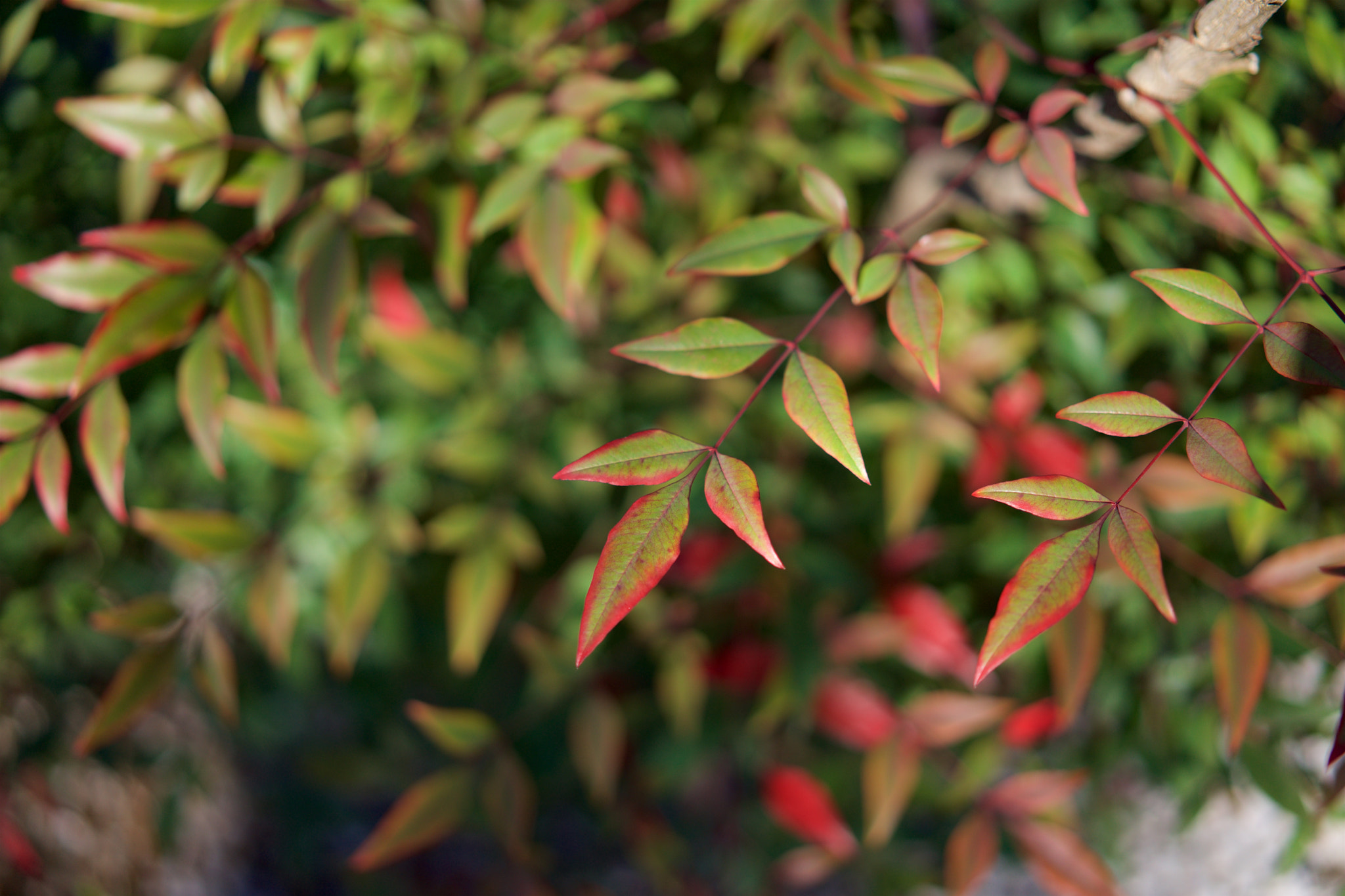 Sony a7 sample photo. Leaves 598 photography