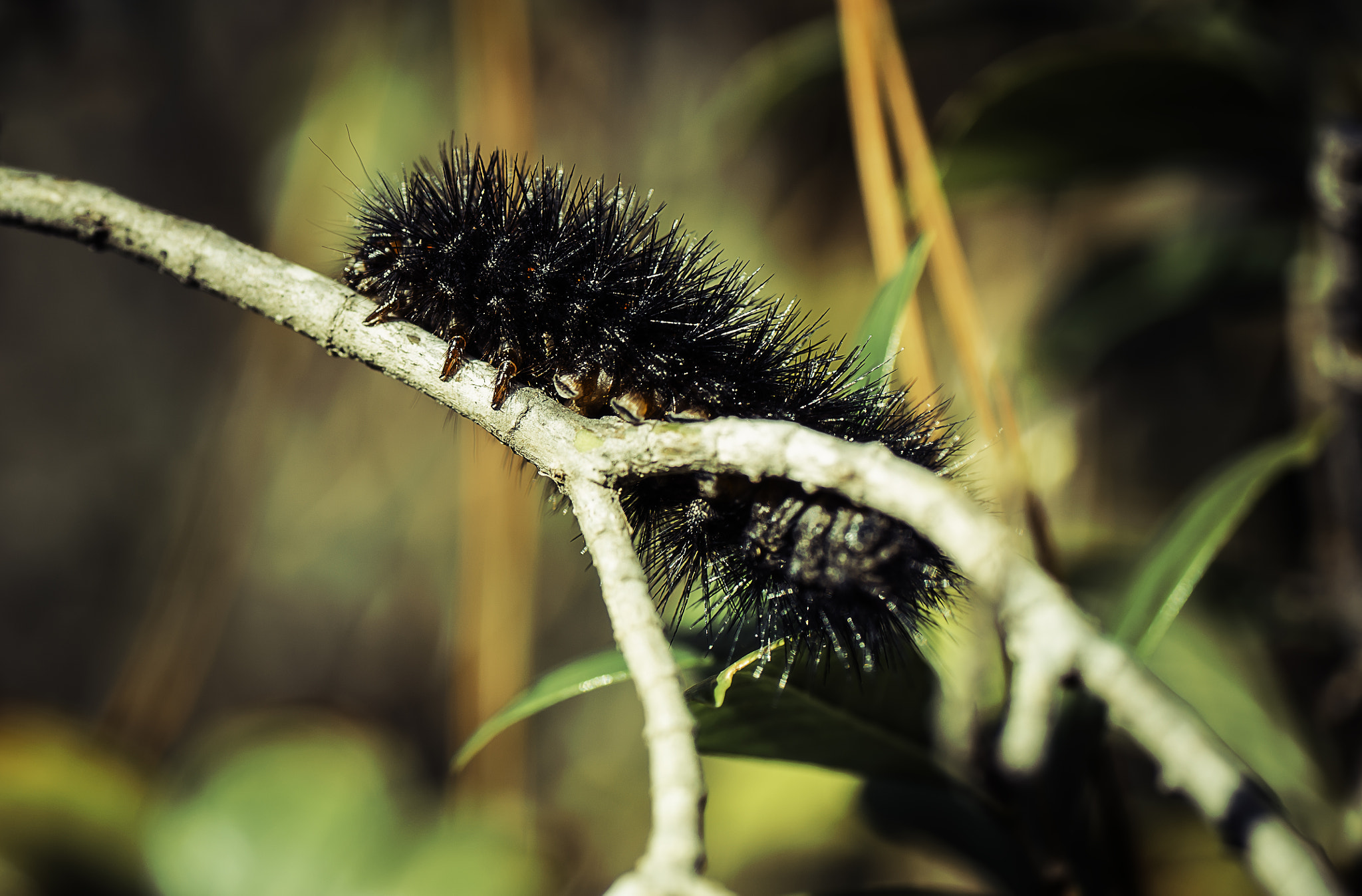 Sony a99 II + Tamron SP AF 90mm F2.8 Di Macro sample photo. Leopard moth caterpillar photography