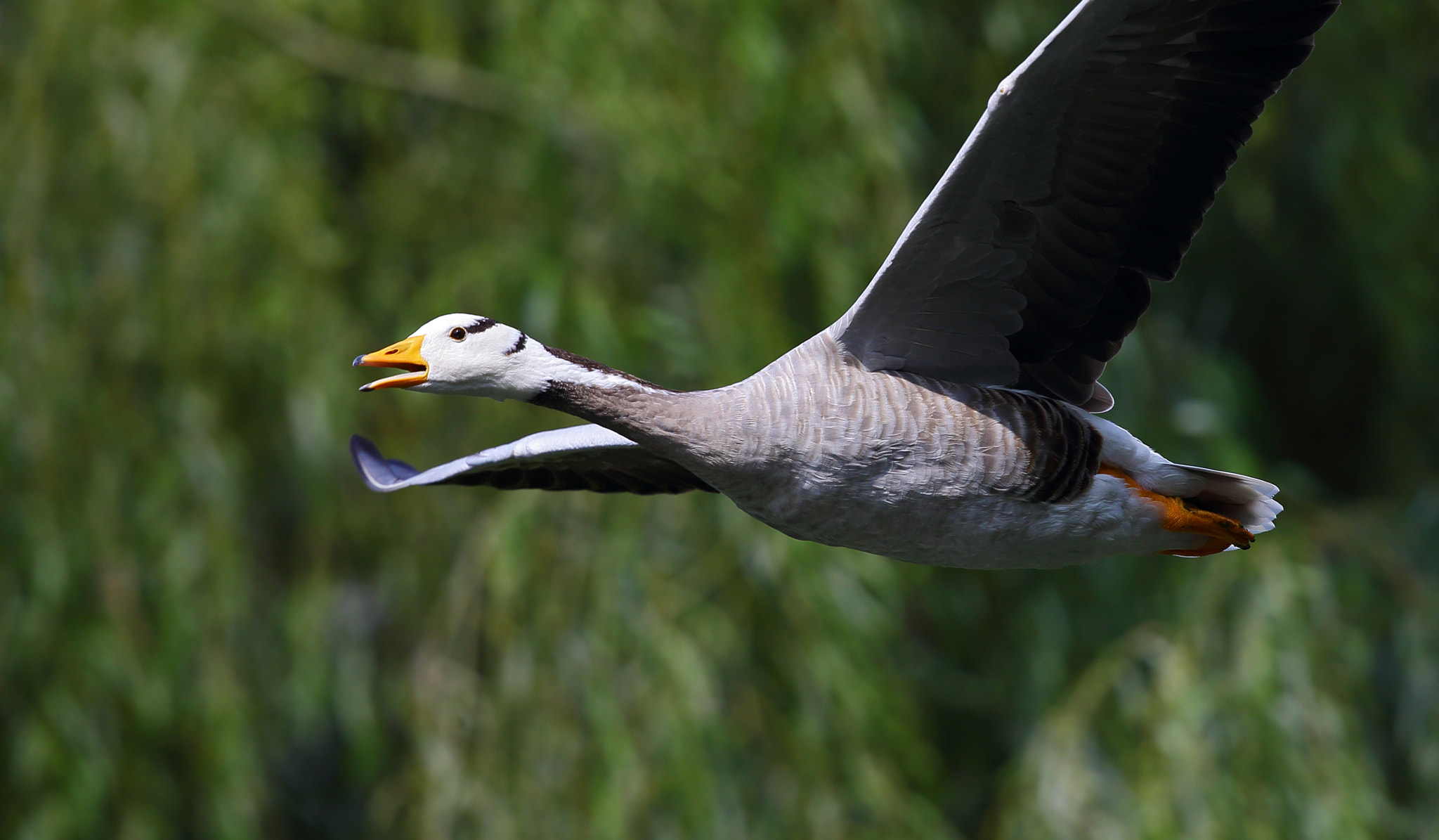 Canon EF 300mm F2.8L IS II USM sample photo. Anser indicus photography