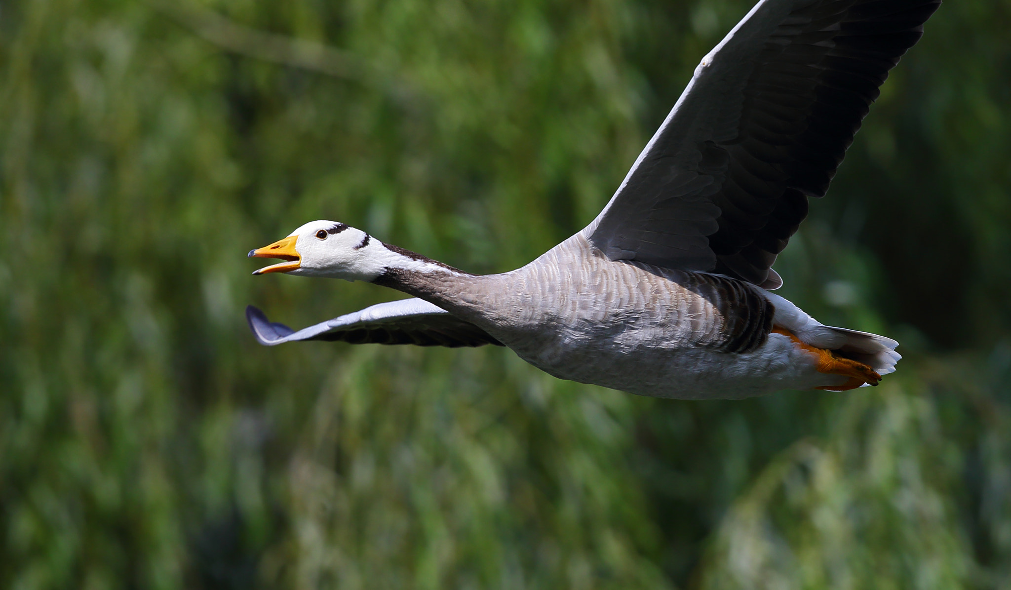 Canon EOS-1D X + Canon EF 300mm F2.8L IS II USM sample photo. Anser indicus photography