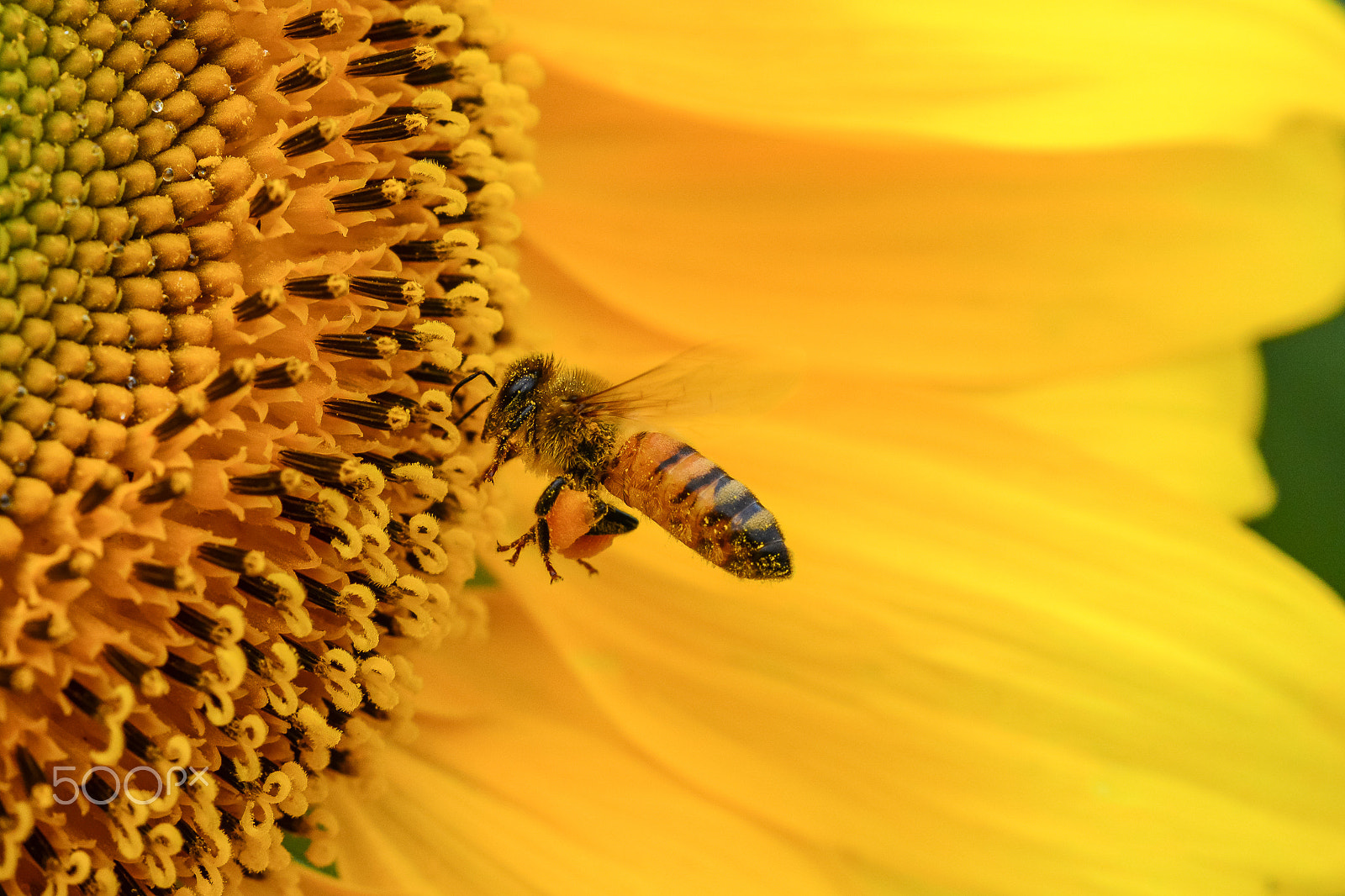 Nikon D5200 + Sigma 150mm F2.8 EX DG Macro HSM sample photo. Honeybee photography