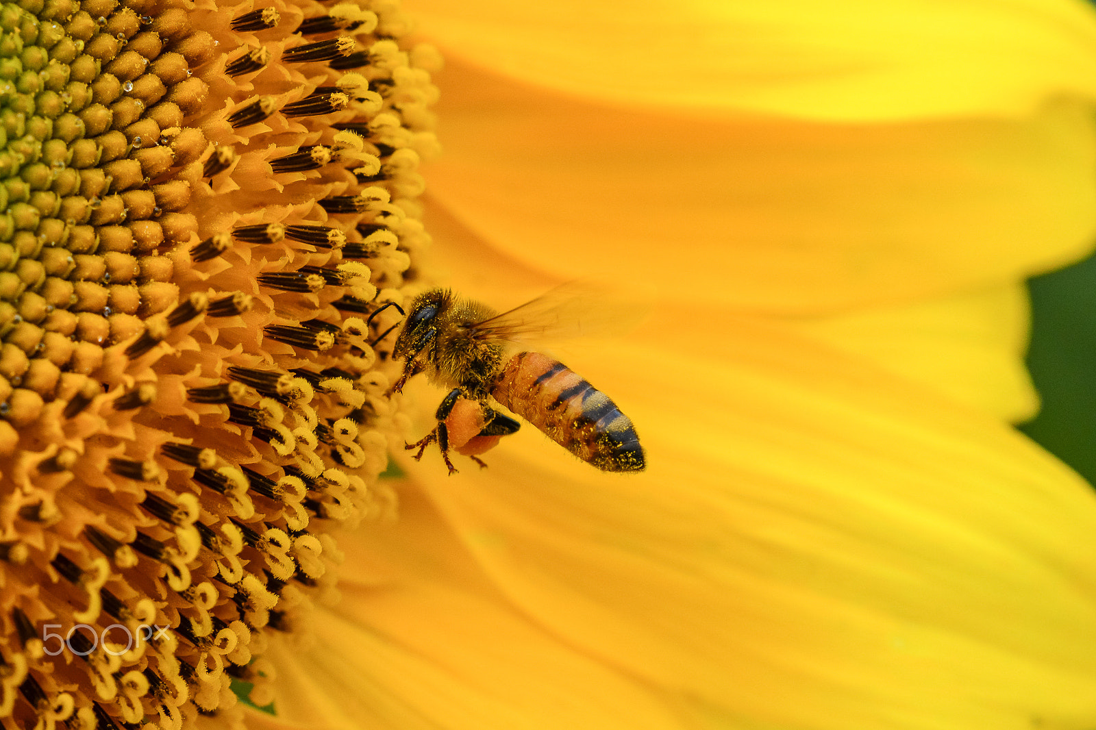 Sigma 150mm F2.8 EX DG Macro HSM sample photo. Honeybee photography