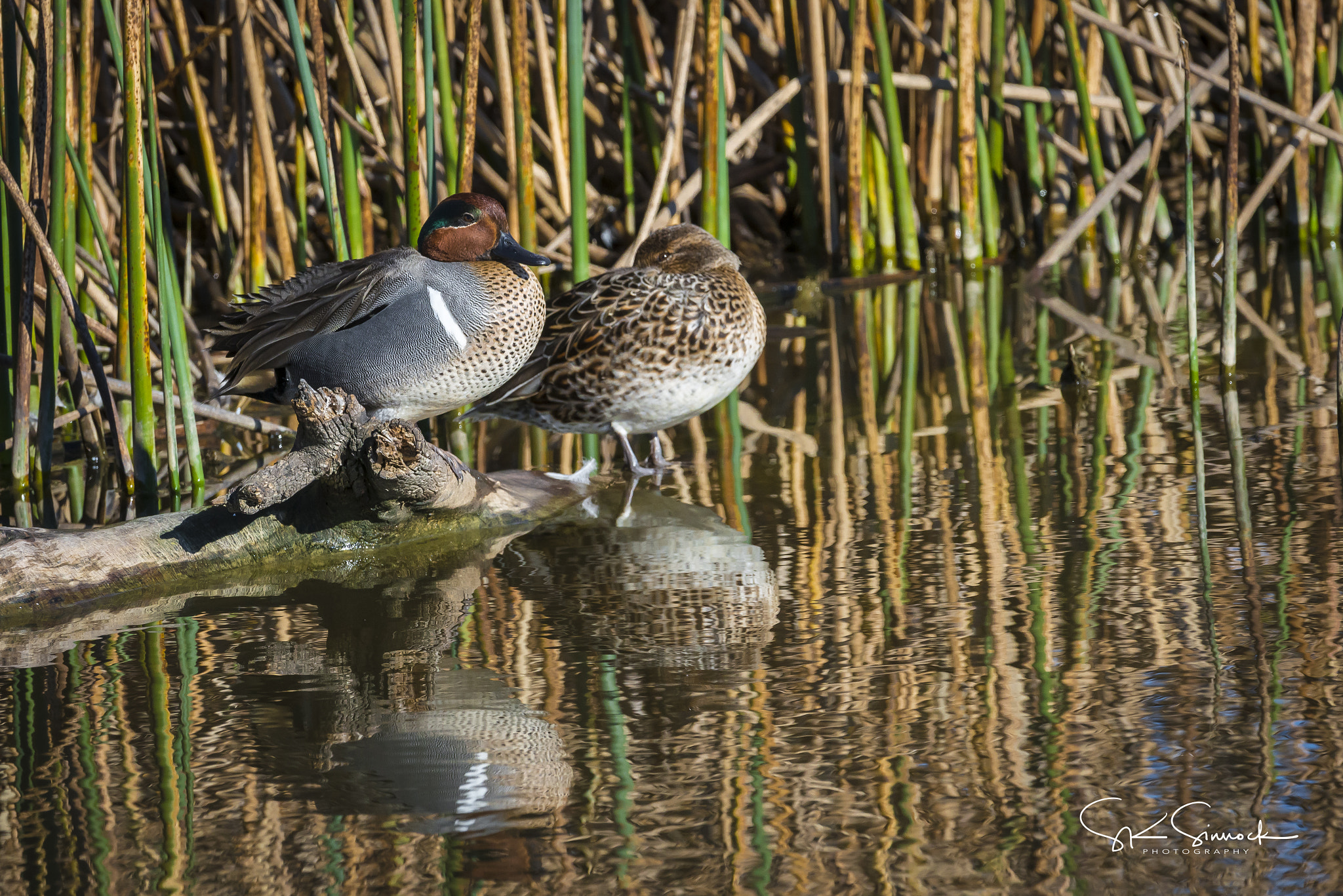 Nikon D800 sample photo. Green wing teal photography