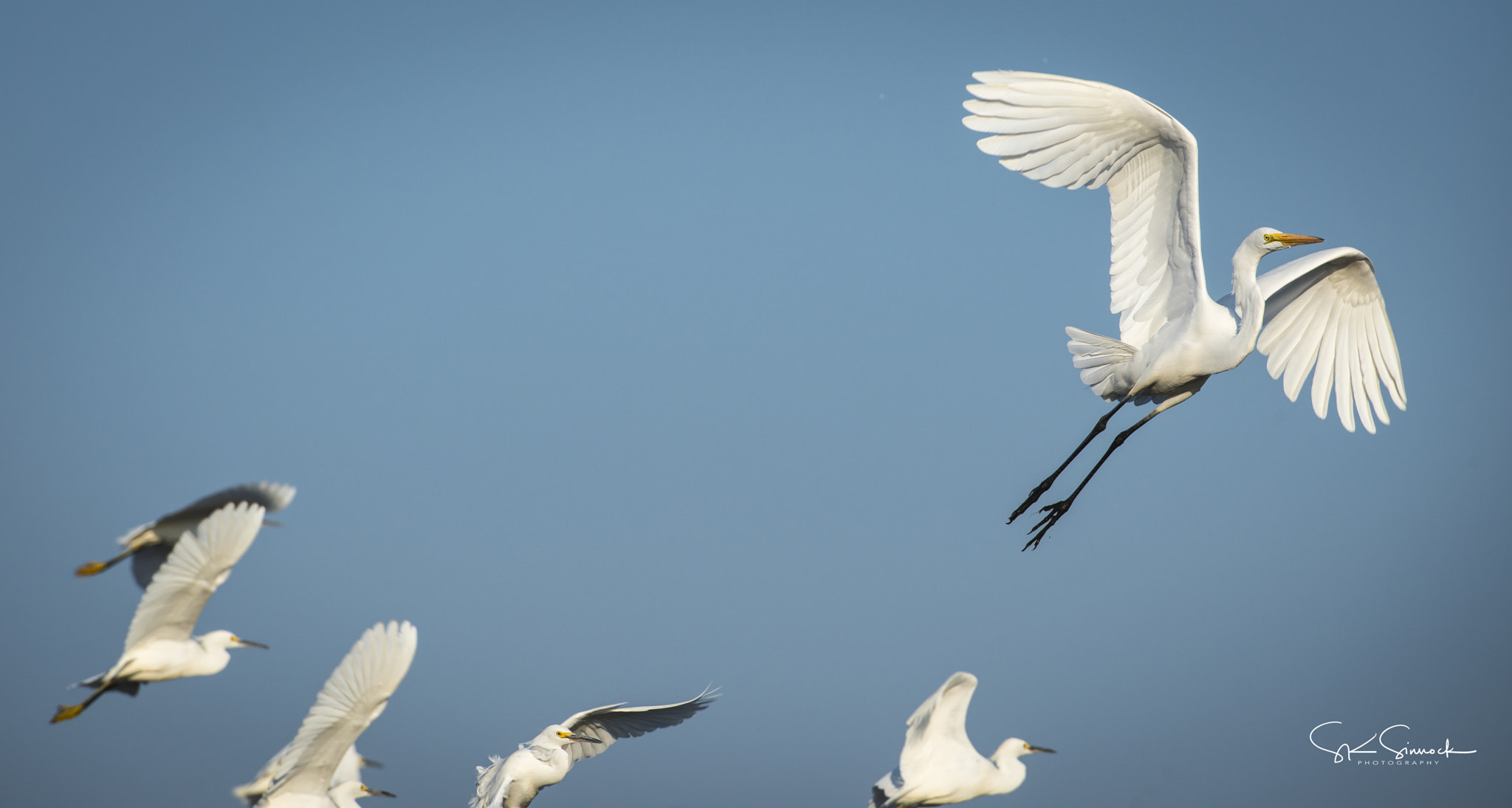 Nikon D800 sample photo. Great white egret photography