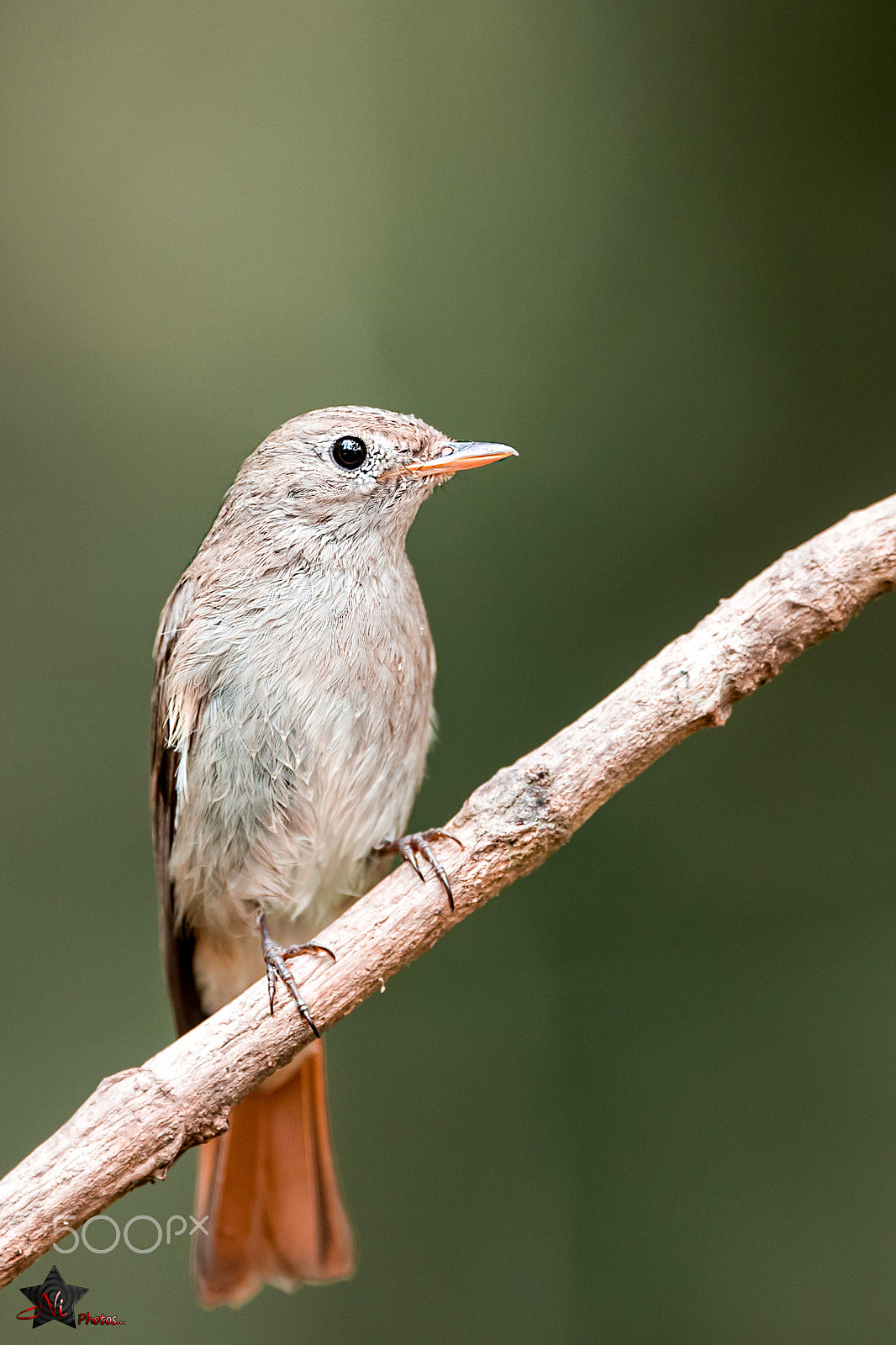 Nikon D5 sample photo. Rusty tailed flycatcher photography