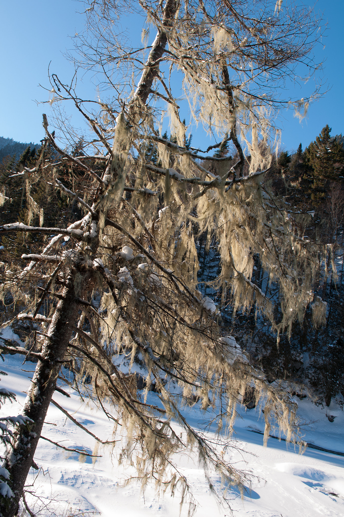 Nikon D300S sample photo. Lichen photography