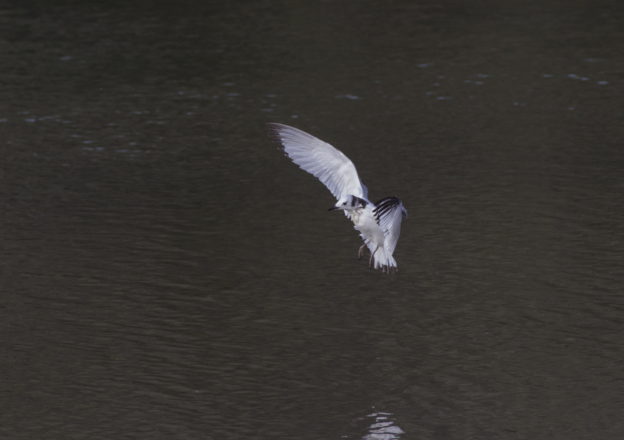 Canon EF 70-200mm F2.8L IS II USM sample photo. Img photography