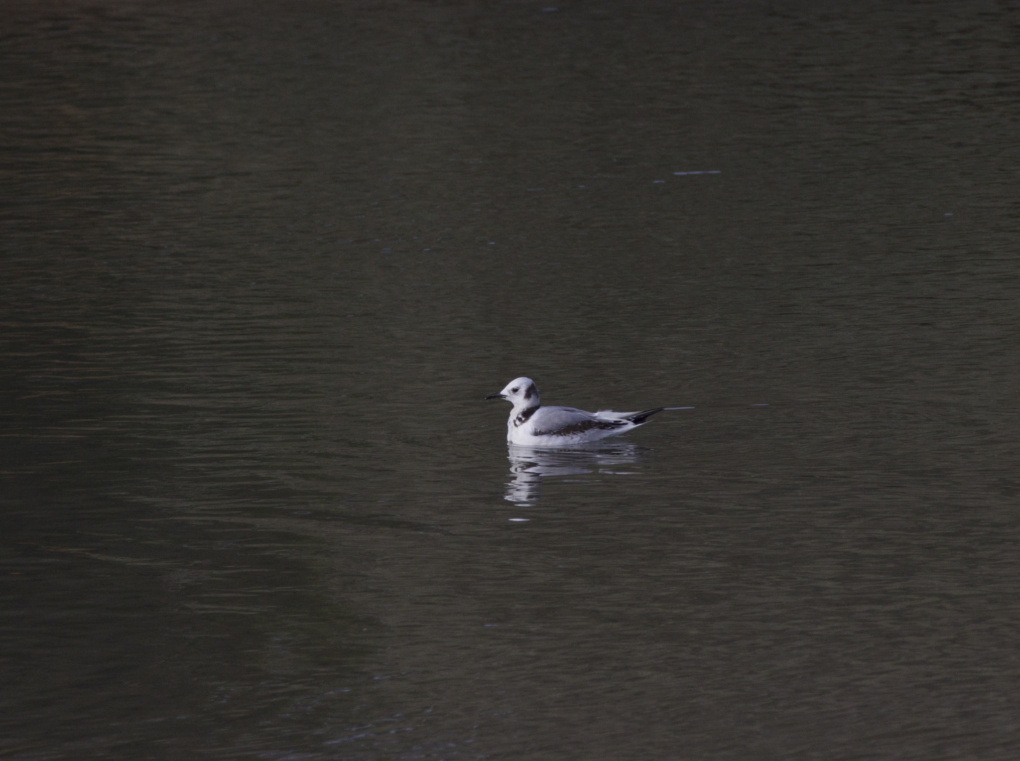 Canon EF 70-200mm F2.8L IS II USM sample photo. Img photography