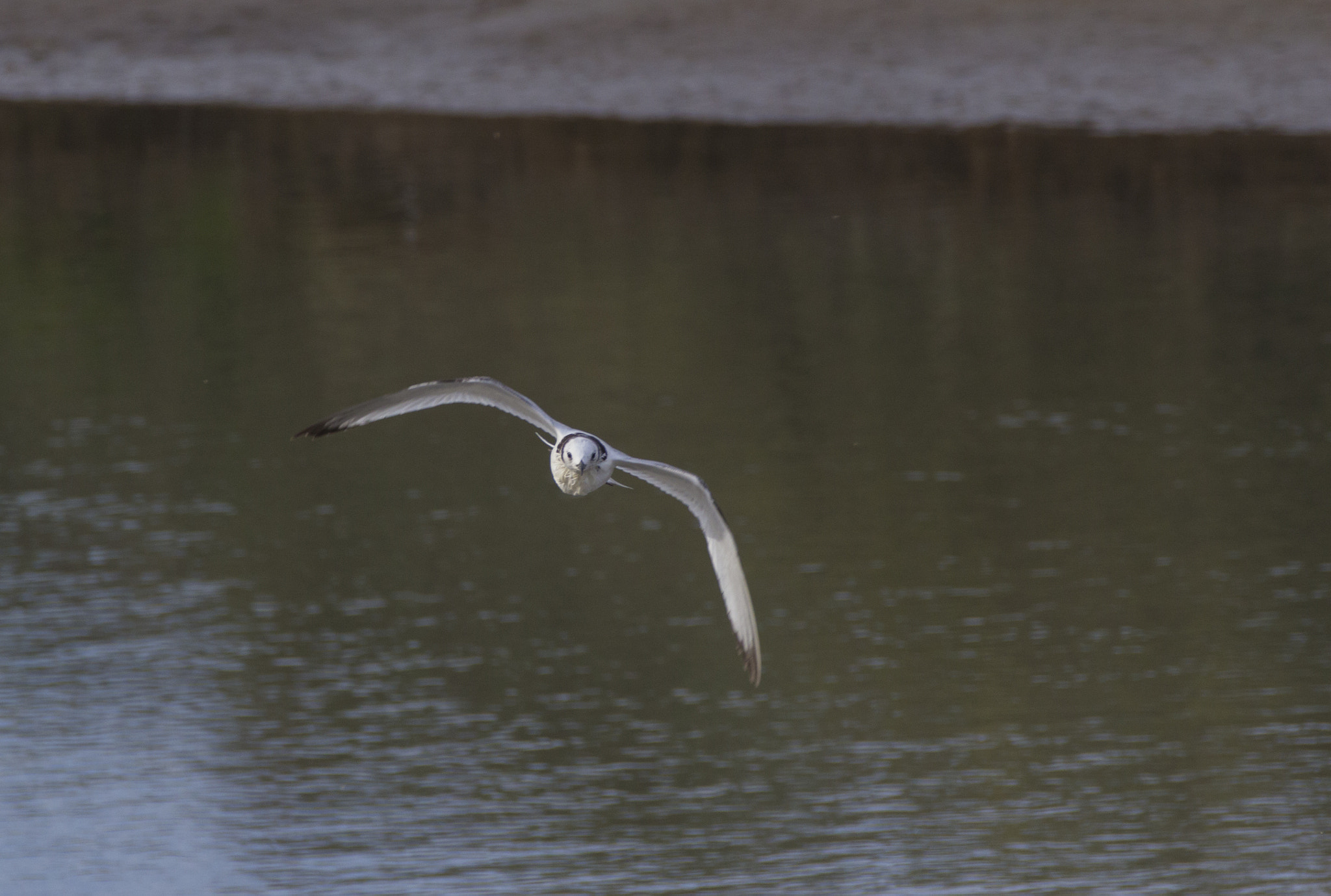 Canon EF 70-200mm F2.8L IS II USM sample photo. Img photography