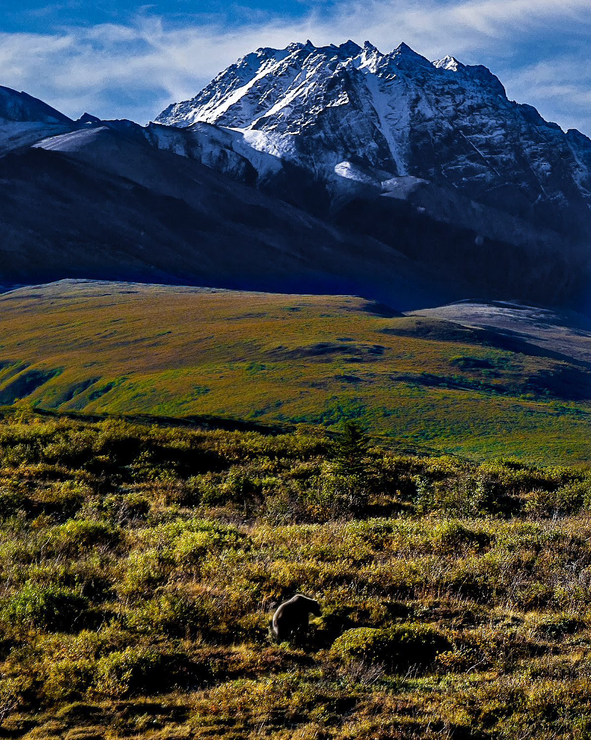 Nikon D80 + AF Zoom-Nikkor 28-105mm f/3.5-4.5D IF sample photo. The bear, the tundra and the mountain photography
