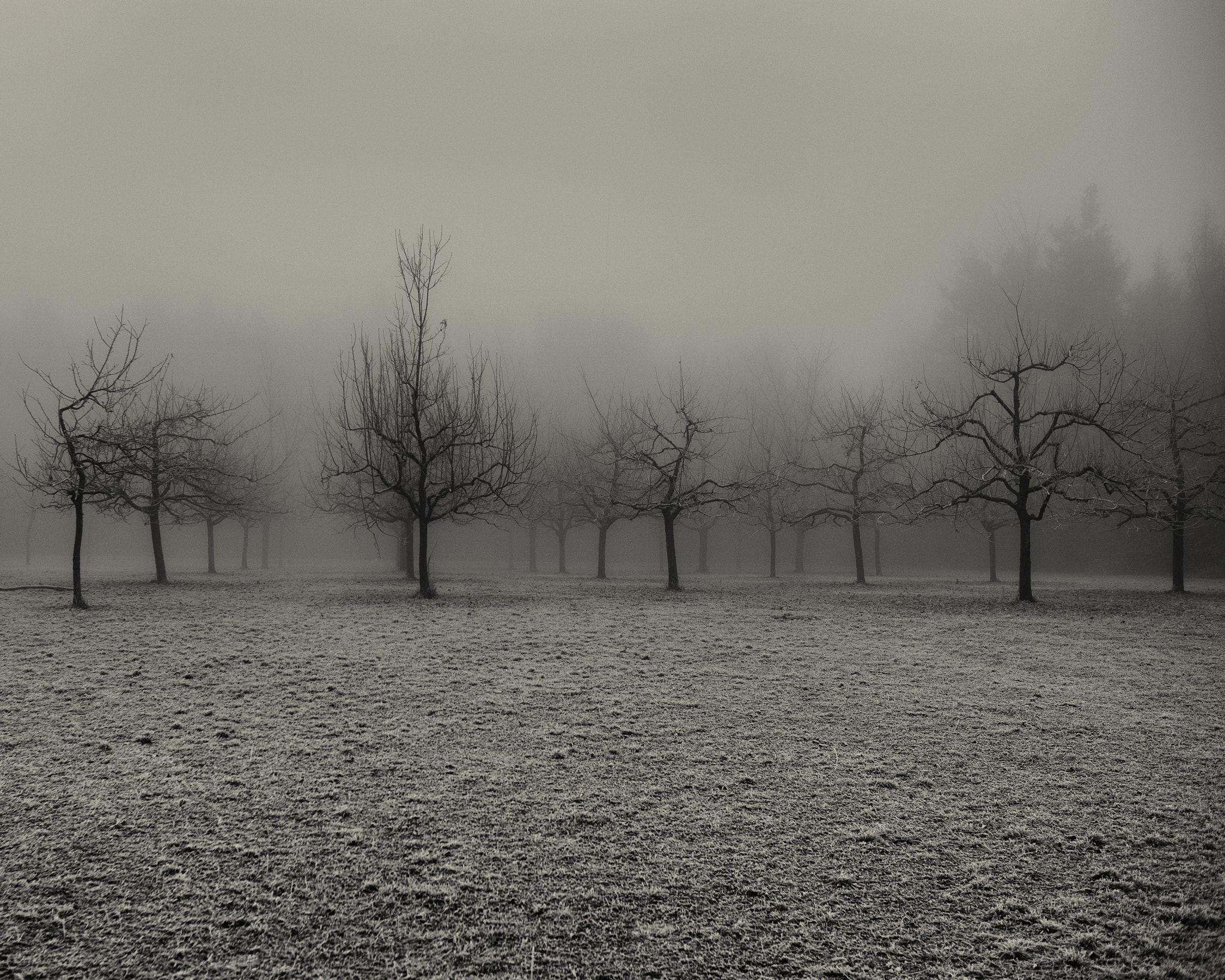 AF Nikkor 35mm f/2 sample photo. 22 trees photography