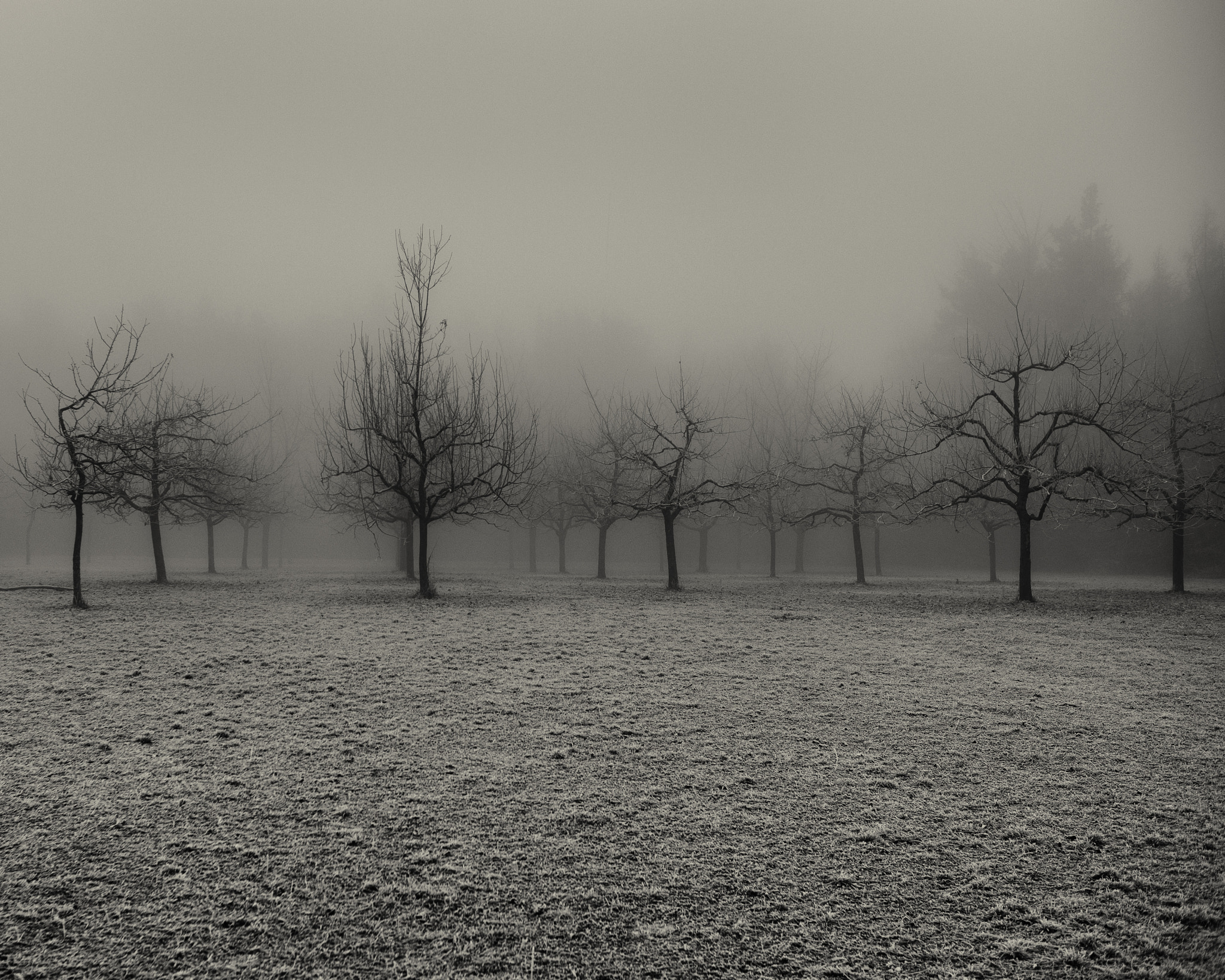 AF Nikkor 35mm f/2 sample photo. 22 trees photography