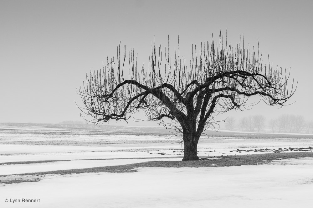 Sony ILCA-77M2 + Tamron SP 70-200mm F2.8 Di VC USD sample photo. On my way home... tree photography