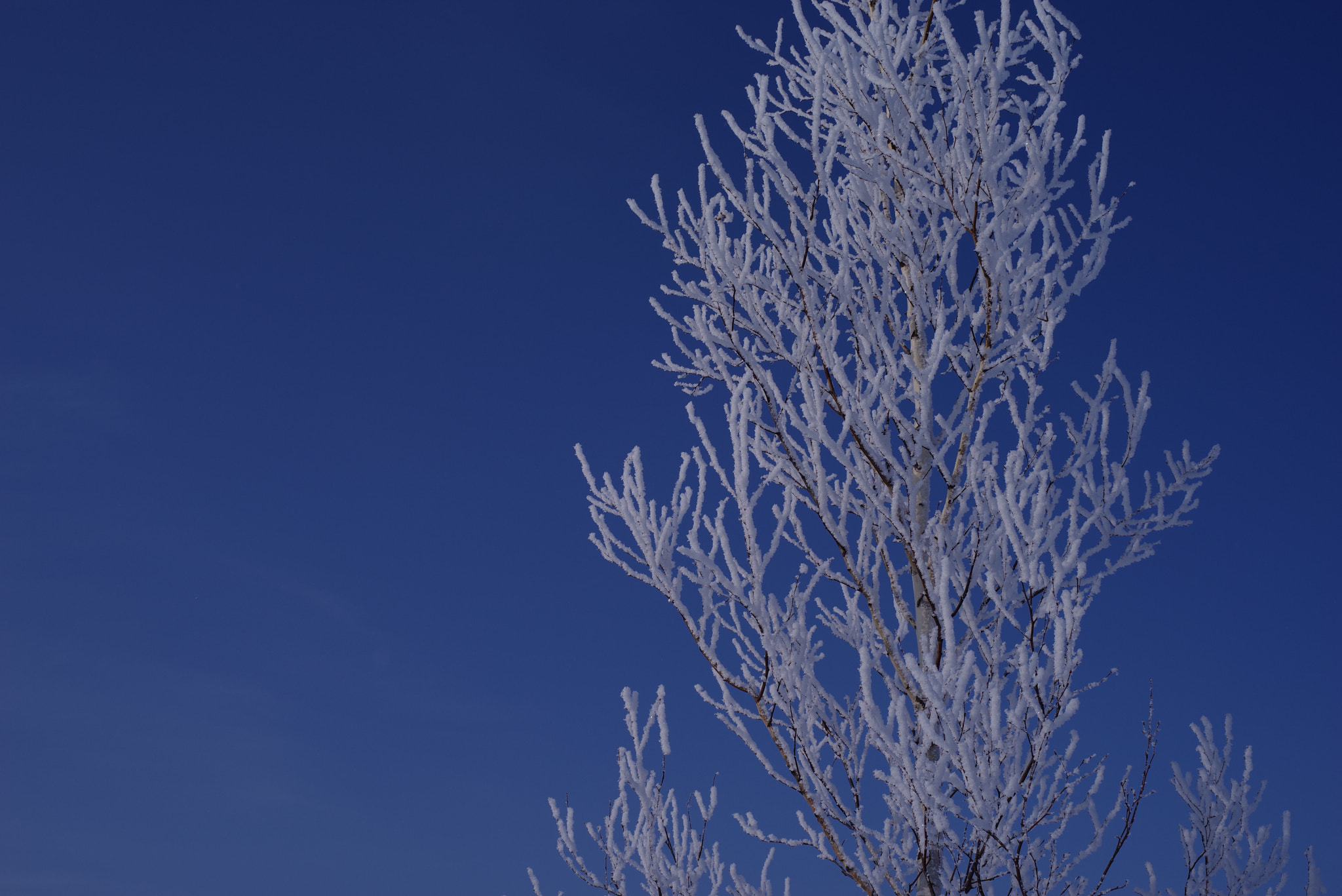 Pentax K-1 + Pentax smc FA 43mm F1.9 Limited sample photo. Rime02  2017winter photography