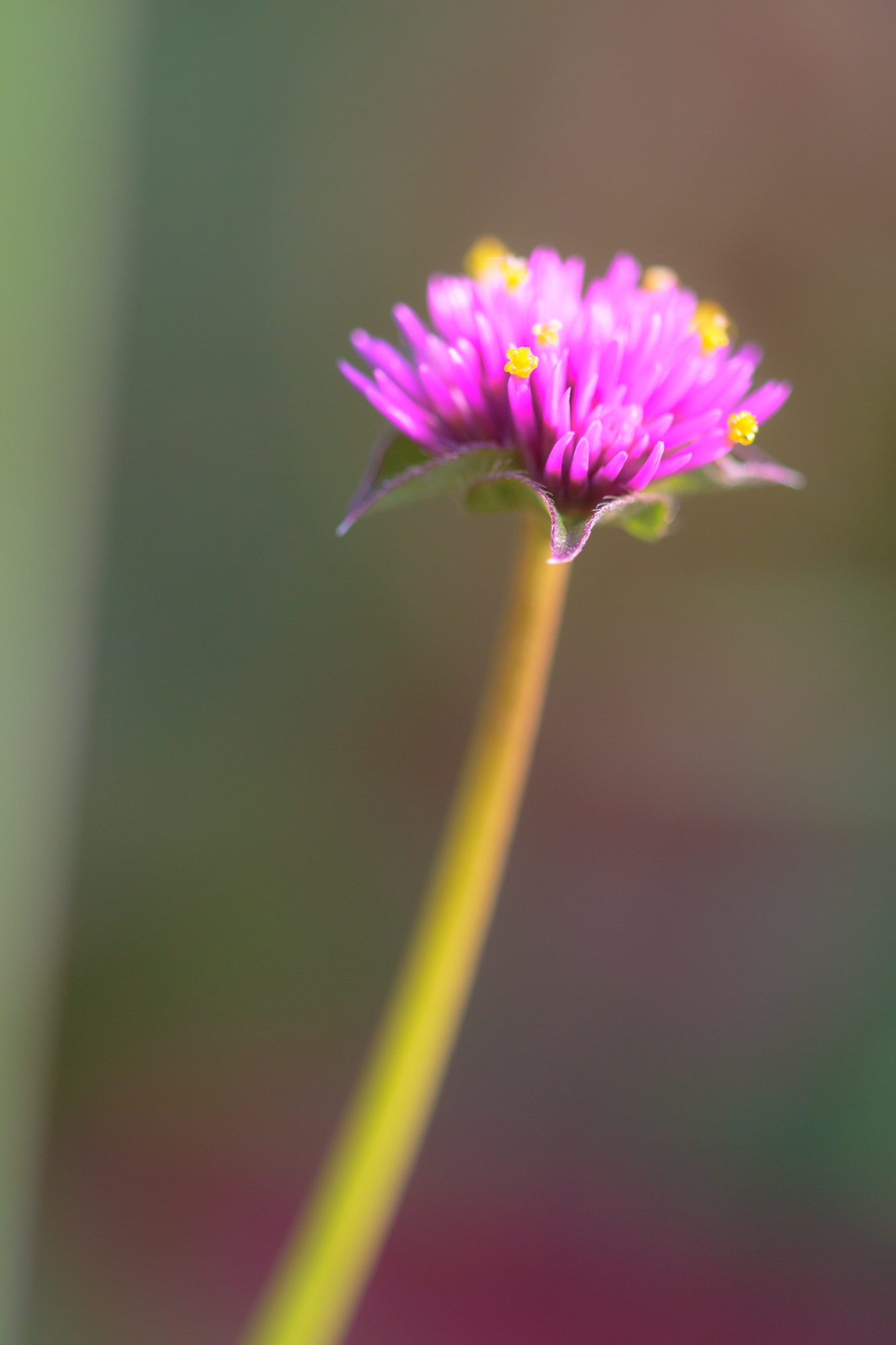 Sigma 105mm F2.8 EX DG OS HSM sample photo. Nature  photography
