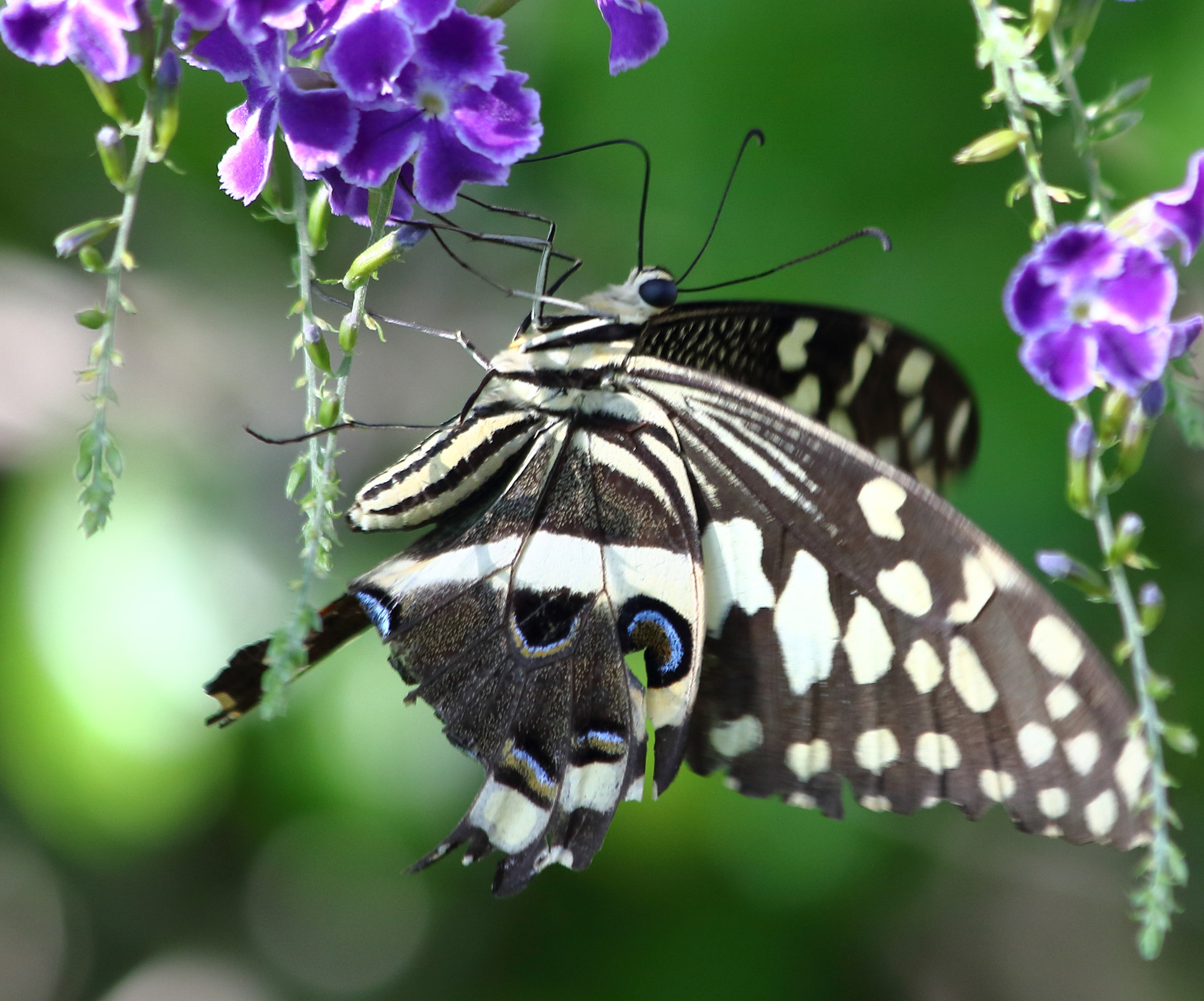 Canon EF 70-300mm F4-5.6 IS USM sample photo. Butterfly photography