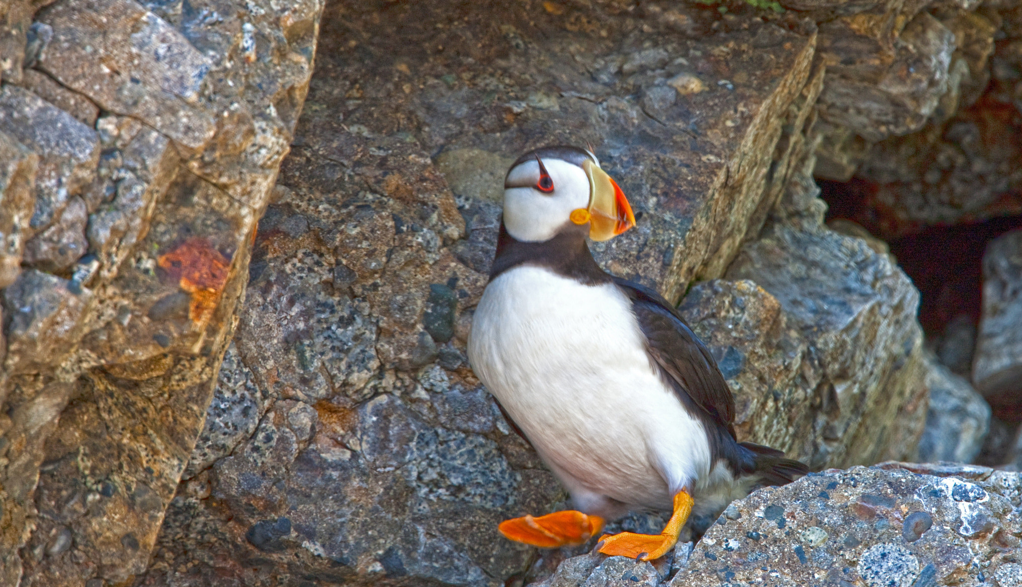 Canon EOS-1Ds Mark III + Canon EF 400mm F2.8L IS USM sample photo. Puffin one step photography