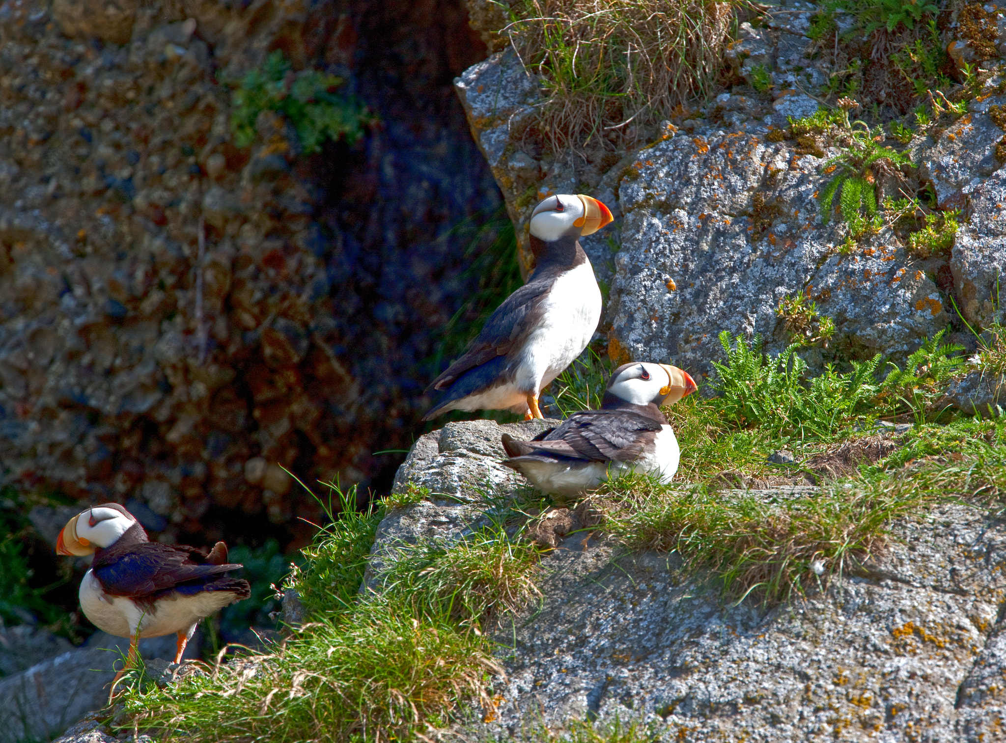 Canon EF 400mm F2.8L IS USM sample photo. Puffins three photography