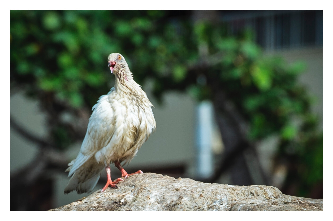 Nikon Df sample photo. A singing pigeon photography