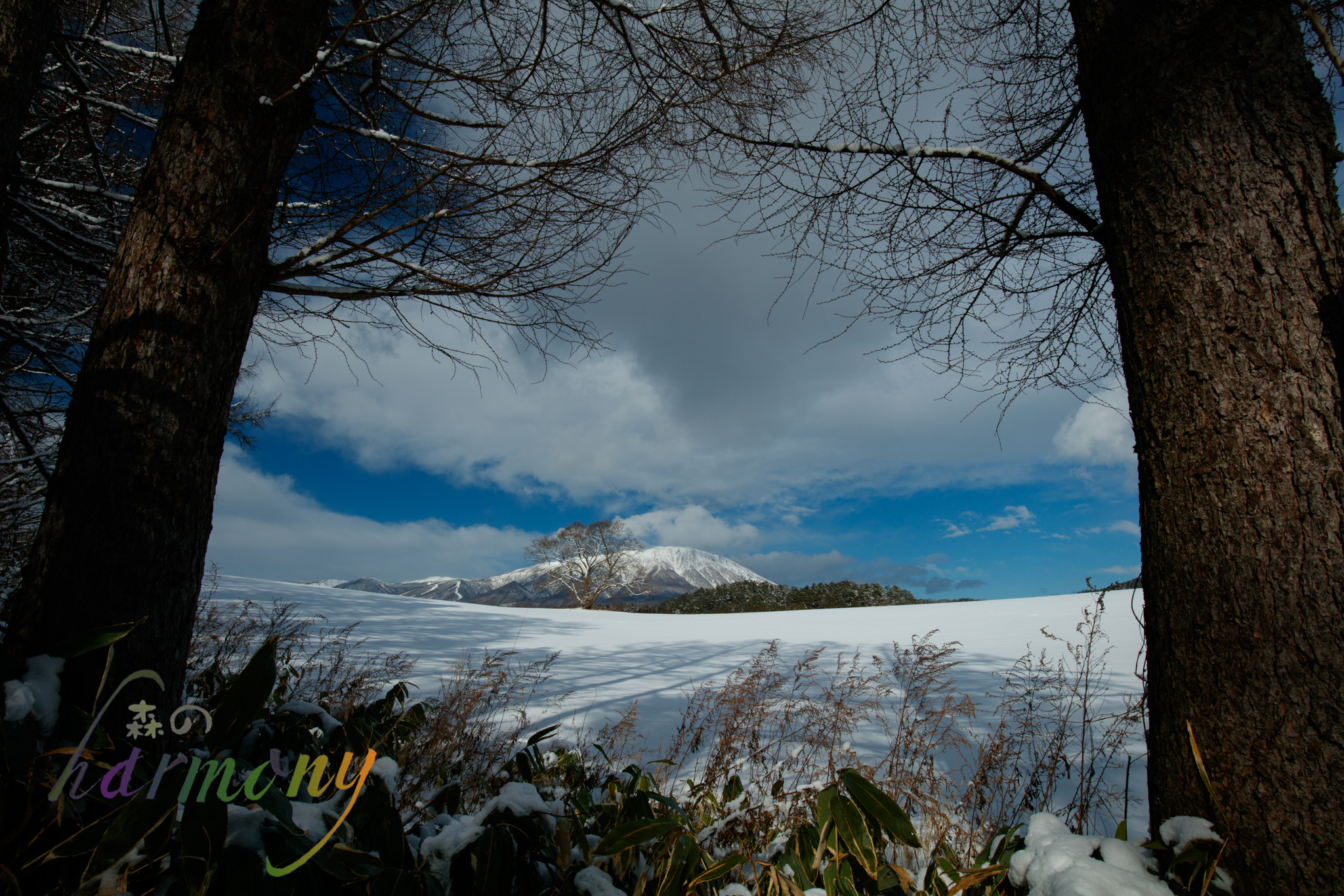 Canon EF 16-35mm F4L IS USM sample photo. One sakura tree with mt.iwate photography