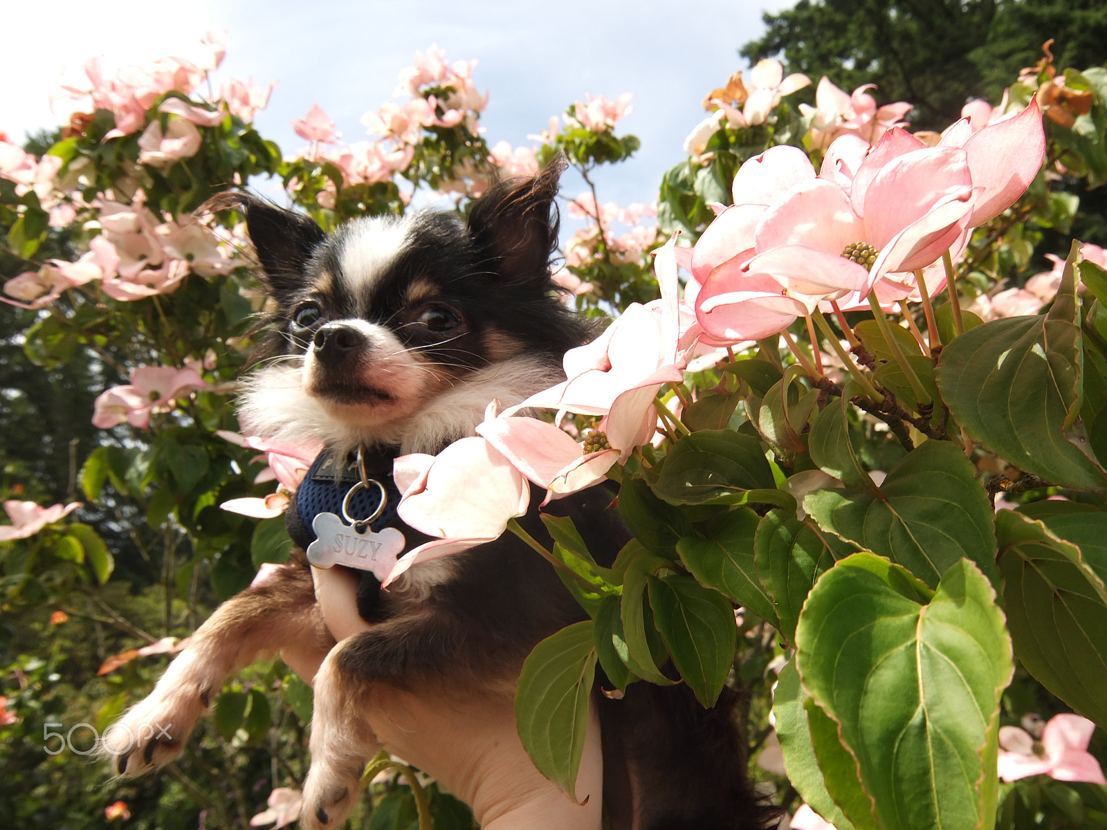 Fujifilm XF1 sample photo. Suzy in flowers photography