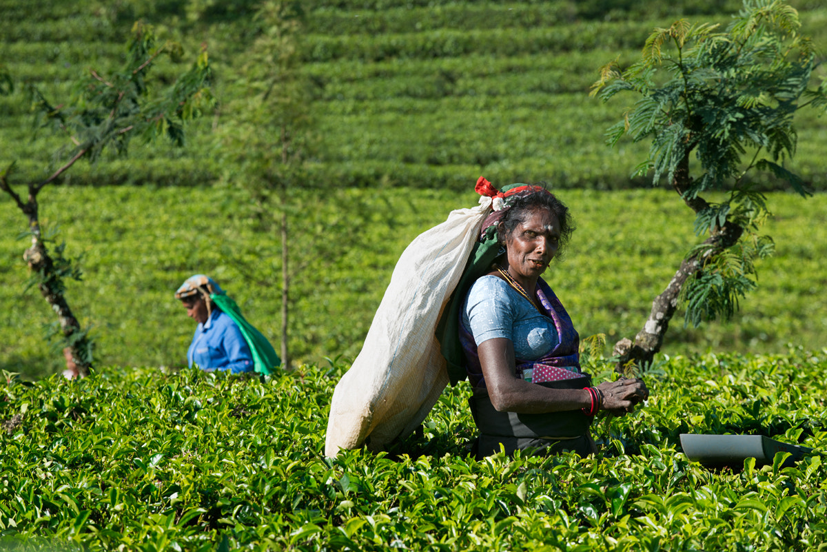 AF-S Zoom-Nikkor 80-200mm f/2.8D IF-ED sample photo. Tea plantation photography