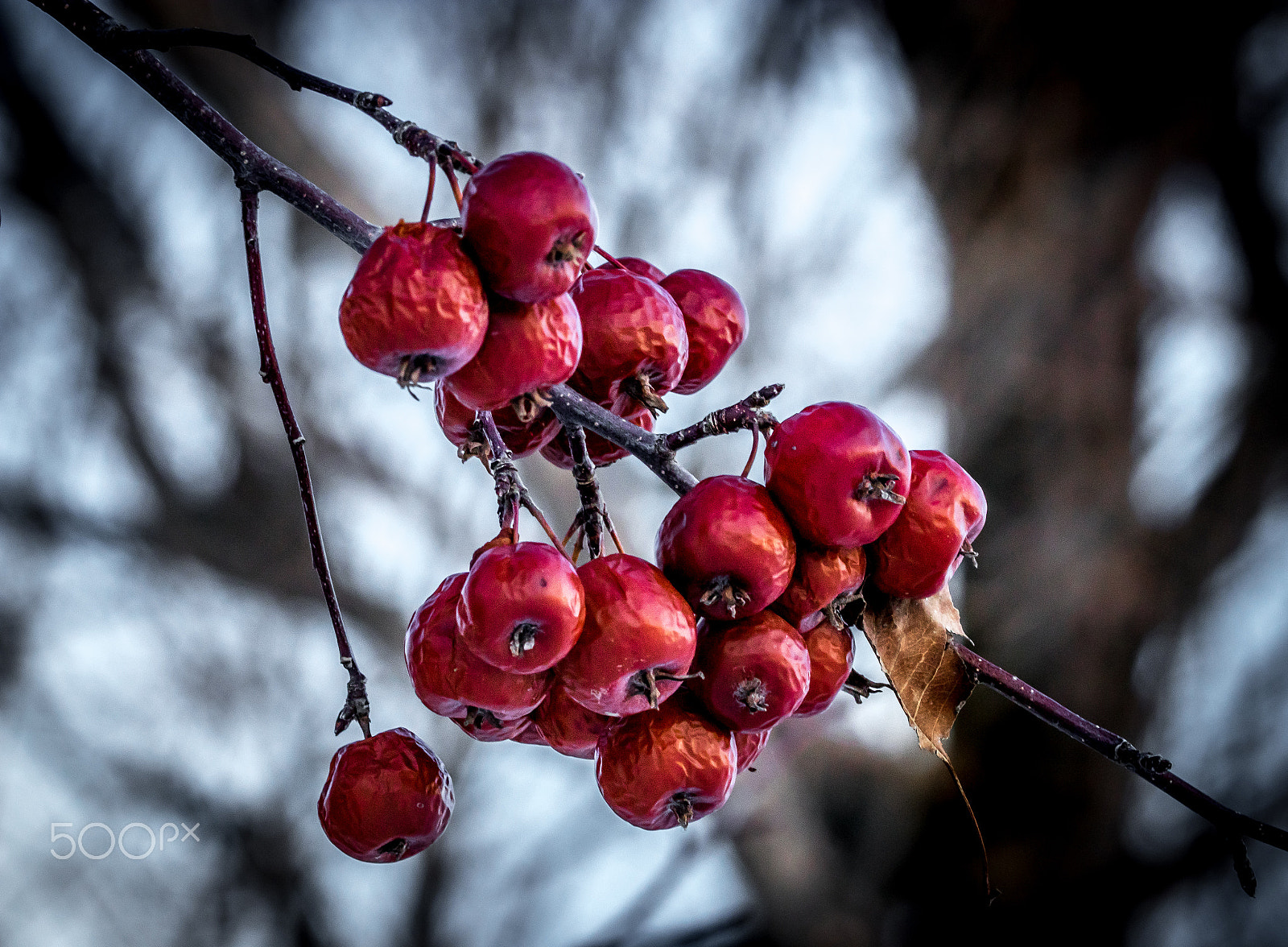 Canon EF 100-400mm F4.5-5.6L IS USM sample photo. Crab apples in january photography