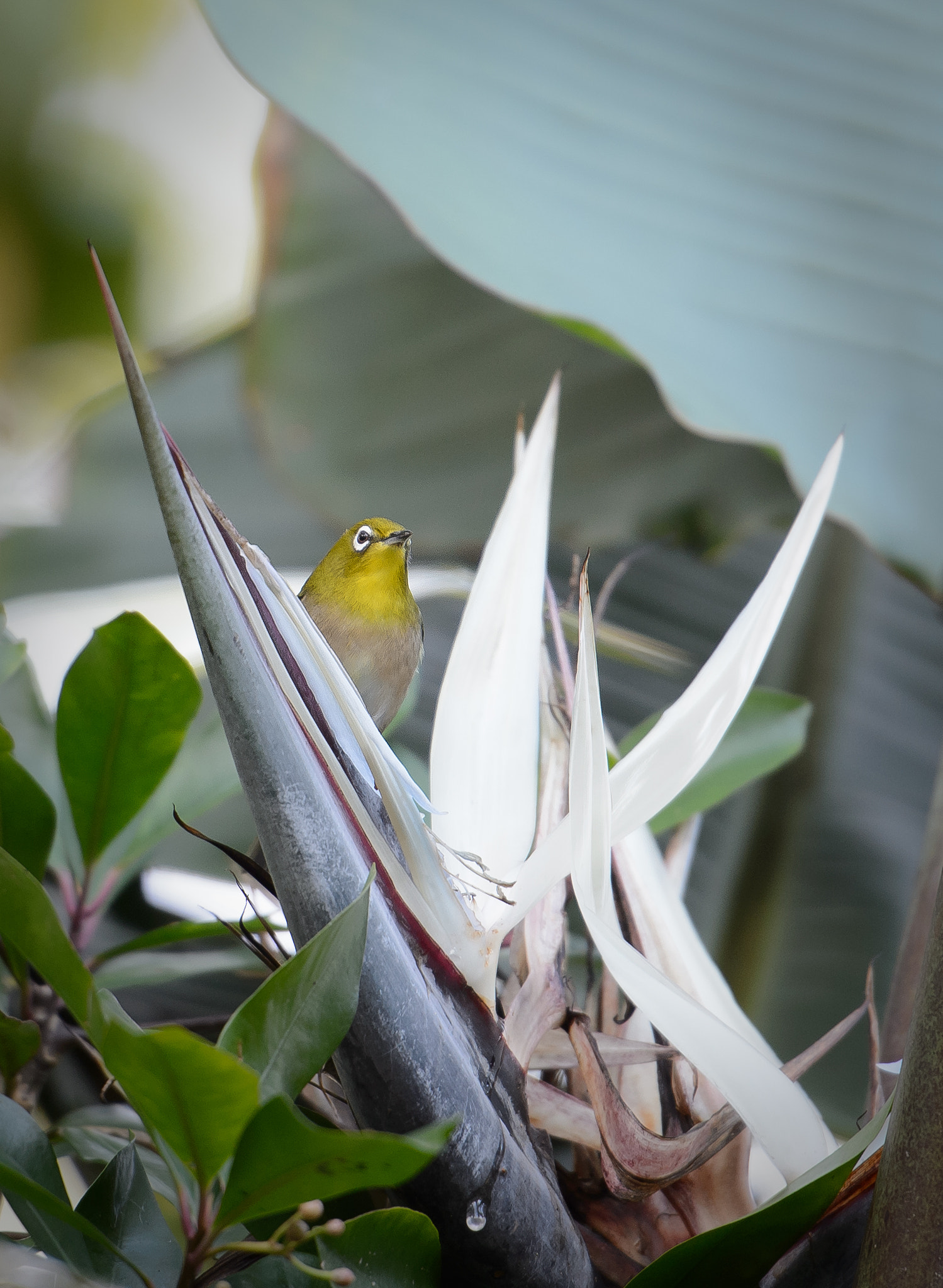 Nikon Df sample photo. Japanese white-eye photography